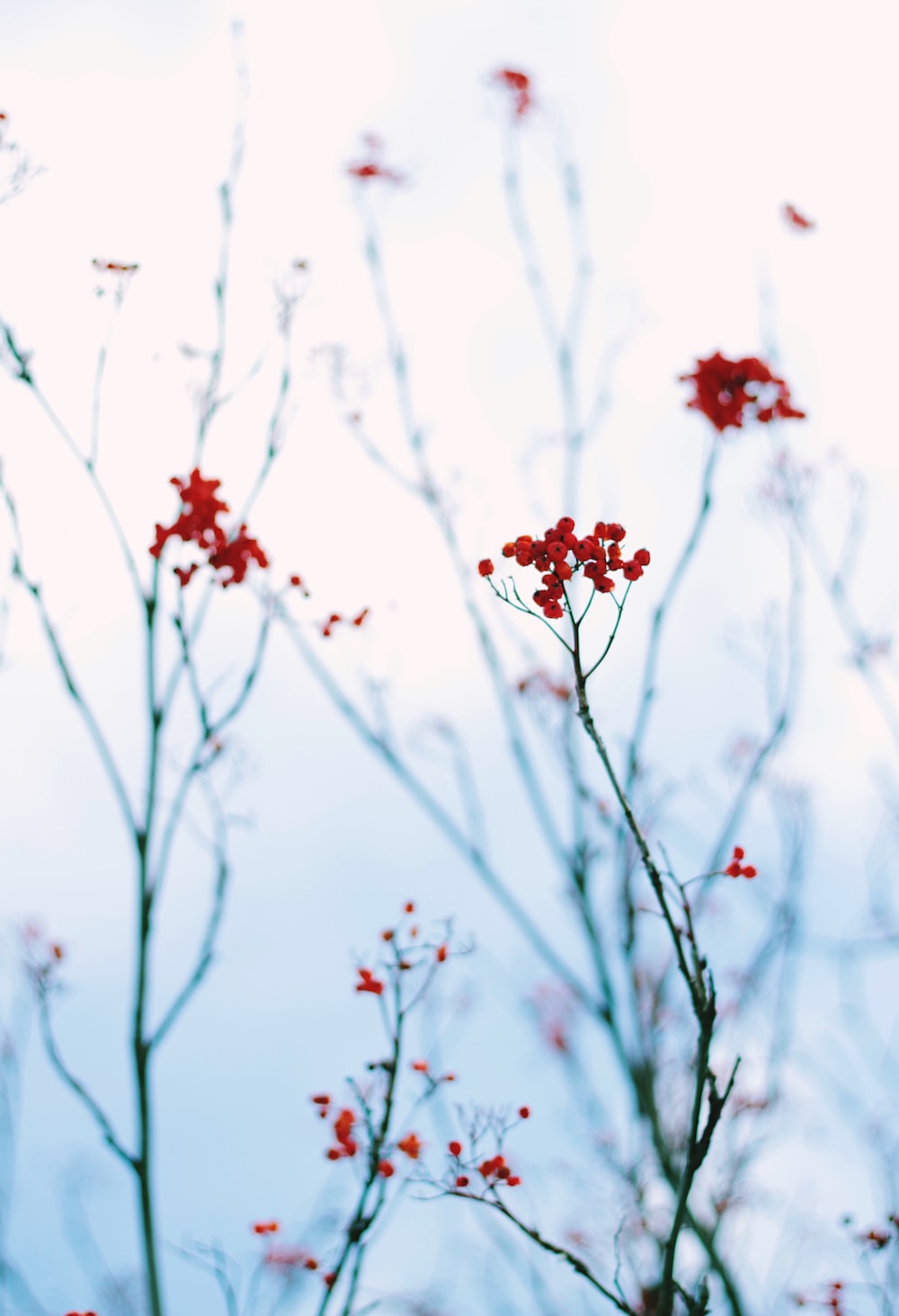 Red Winter Flower Wallpapers - Wallpaper Cave
