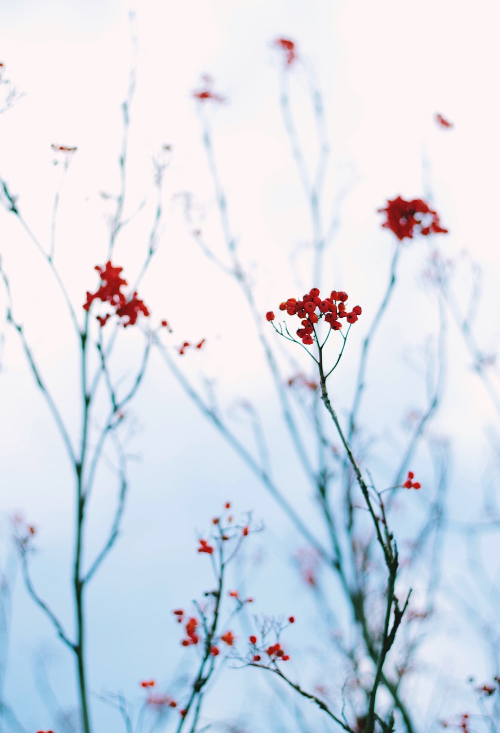Winter Flowers Picture. Download Free Image