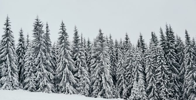 White, snow layer, pine trees, nature wallpaper, HD image, picture, background, 62c48f