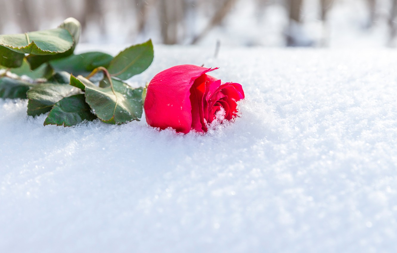 Wallpaper winter, flower, leaves, the sun, snow, rose, Bud, lies, scarlet, bokeh, in the snow image for desktop, section цветы