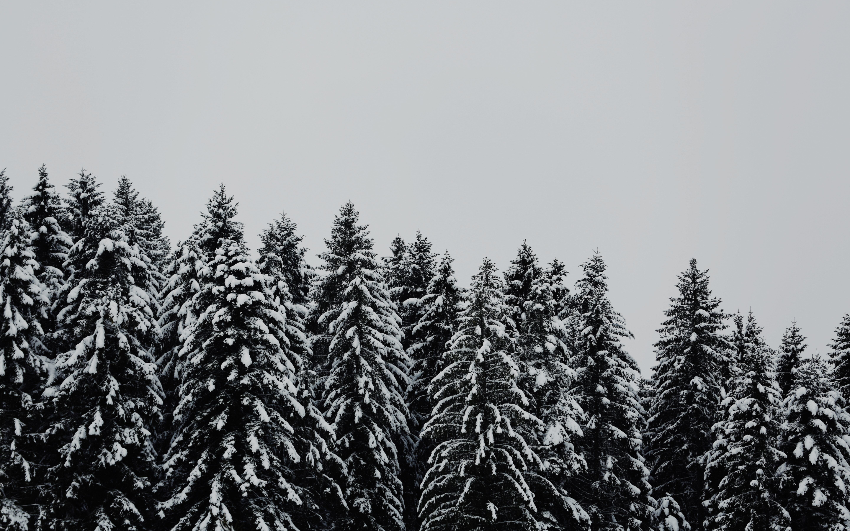 Download wallpaper 2880x1800 trees, forest, winter, snow layer, nature, mac pro retaia 2880x1800 HD background, 2088