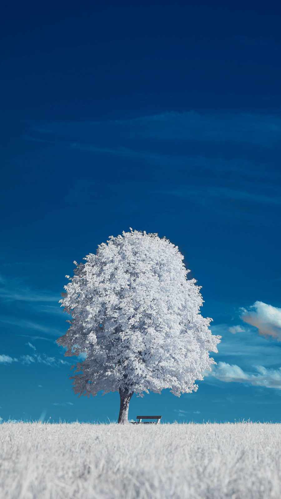 White Tree IPhone Wallpaper Wallpaper, iPhone Wallpaper