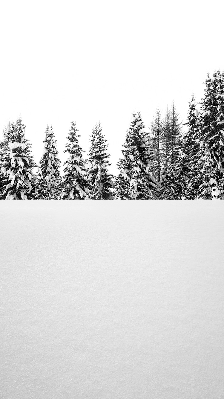 snow tree winter white nature