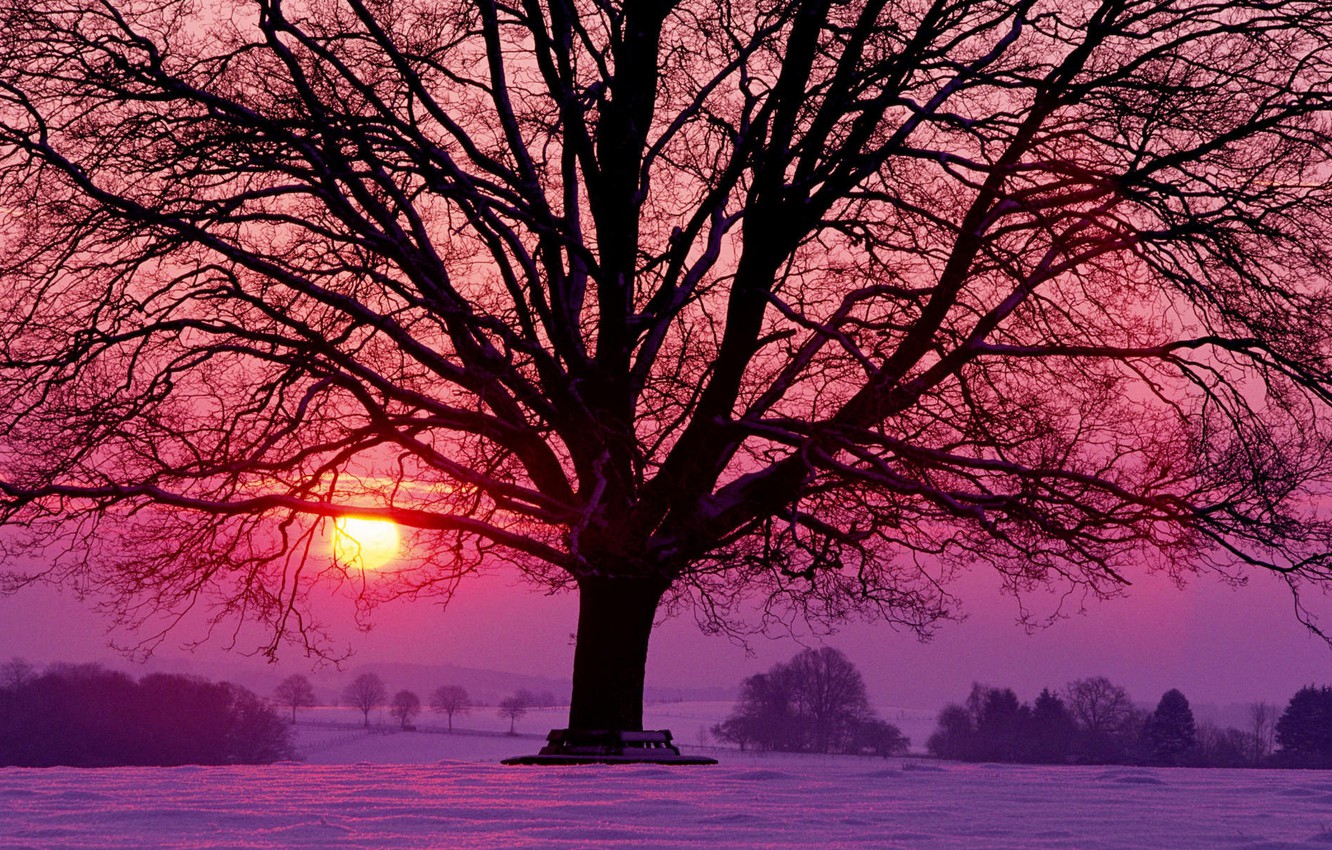 Wallpaper the sun, snow, trees, sunset, red, tree, lilac, Winter, the evening, raspberry image for desktop, section пейзажи