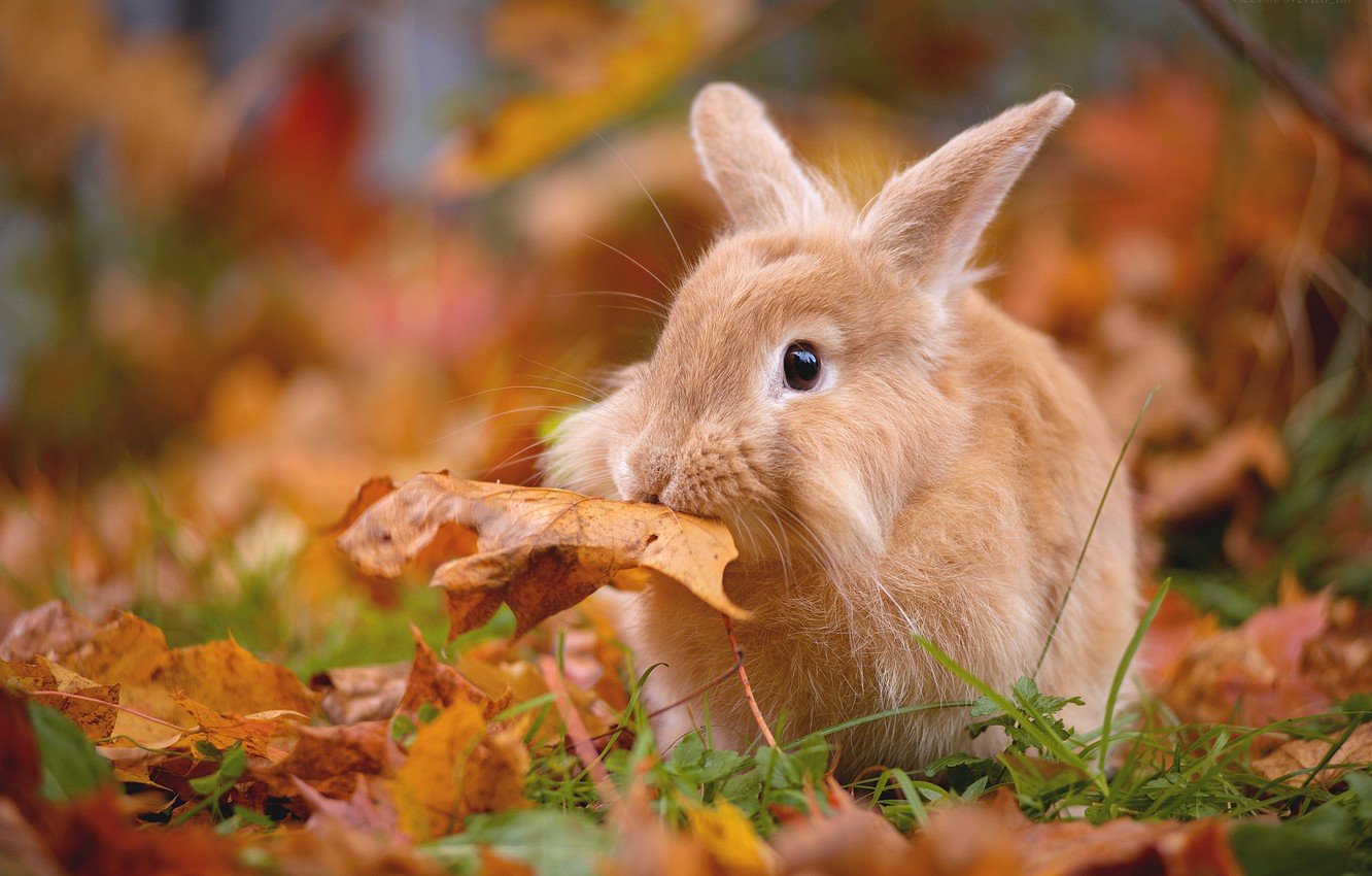 Autumn Rabbit Wallpapers - Wallpaper Cave