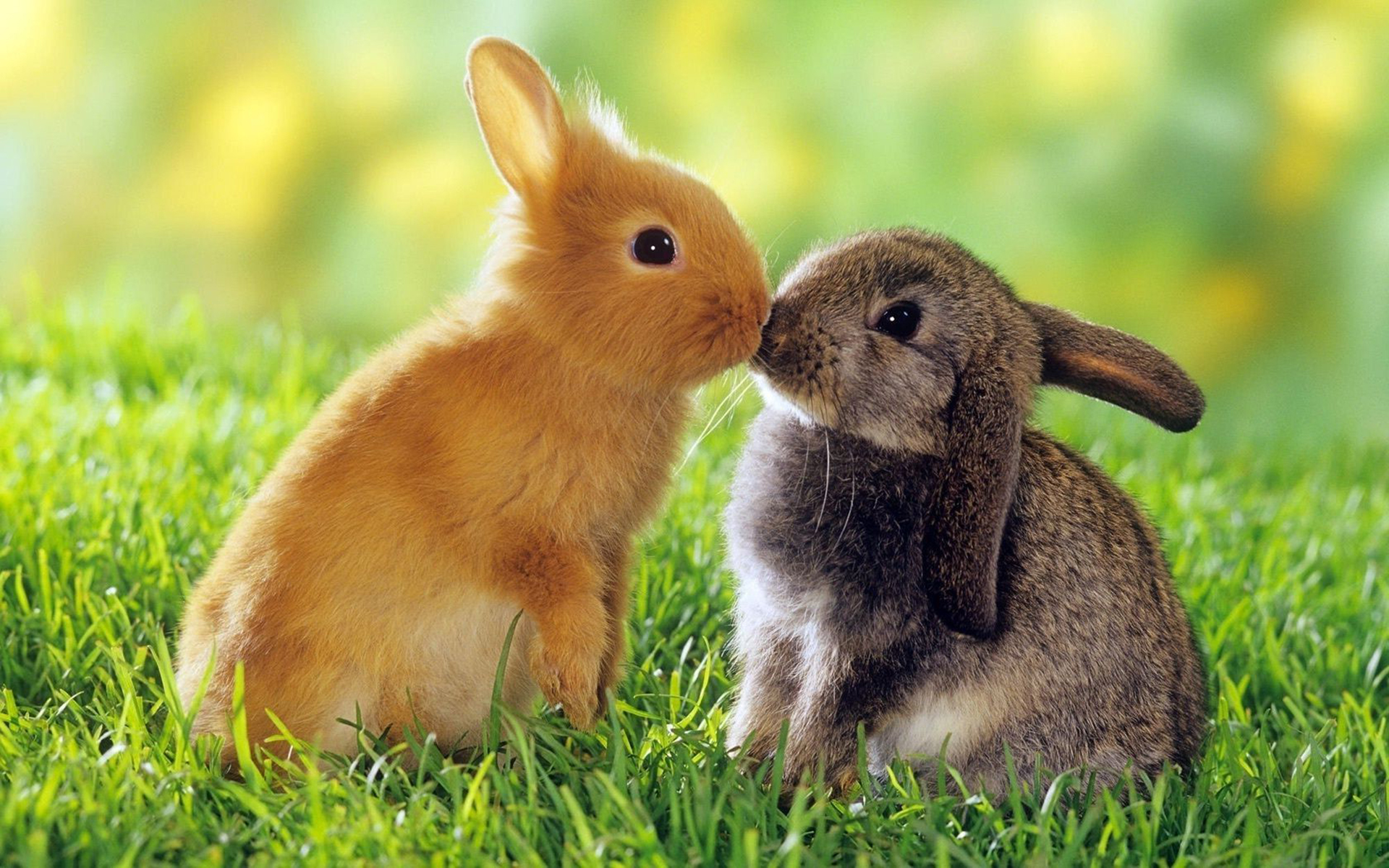 Cute Bunny Wallpaper for Windows Free Download