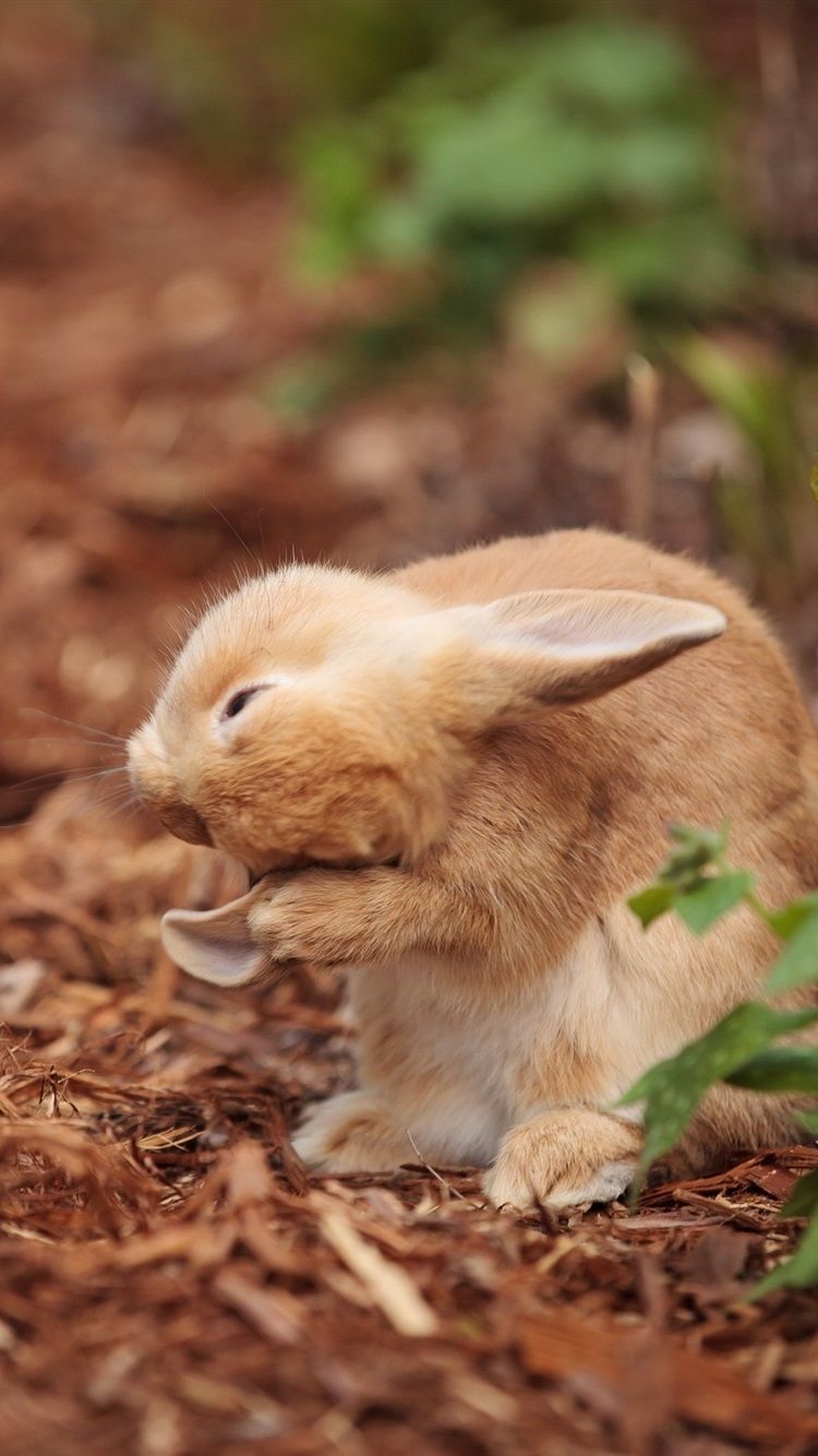 Autumn Rabbit Wallpapers - Wallpaper Cave