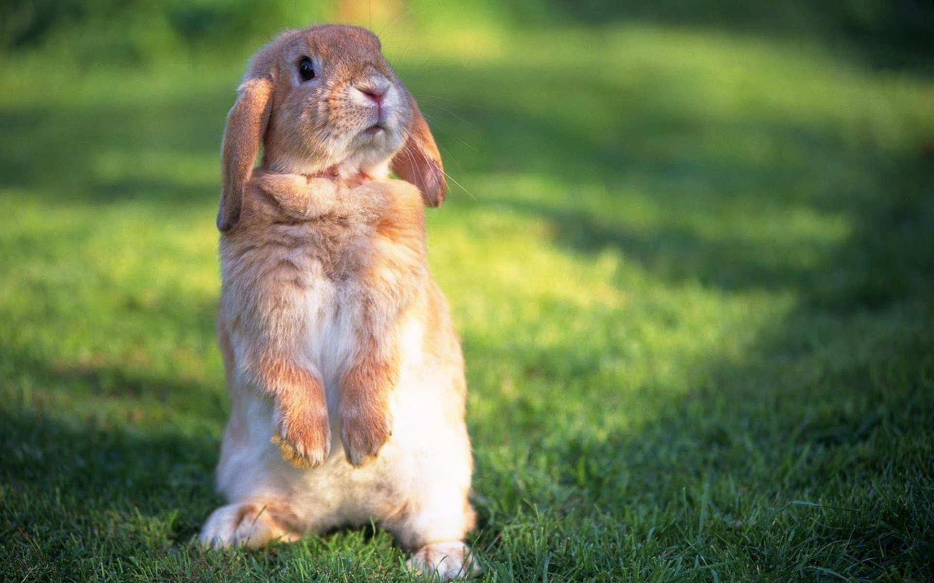 Cute Bunny Wallpaper for Windows Free Download