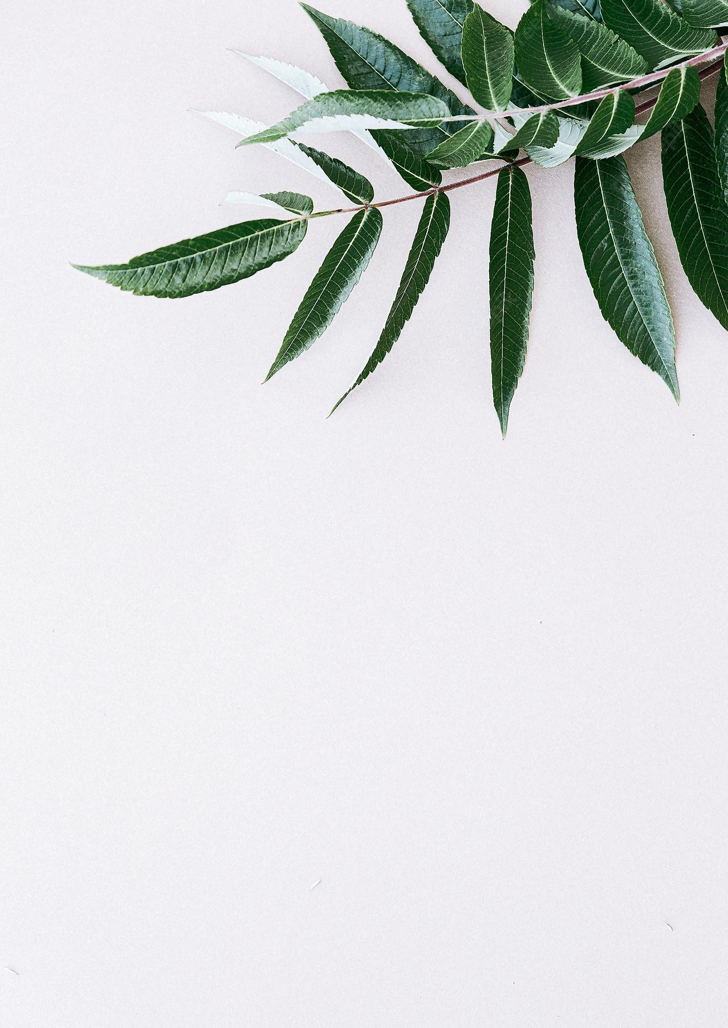 Green Winter Aesthetic Wallpapers - Wallpaper Cave