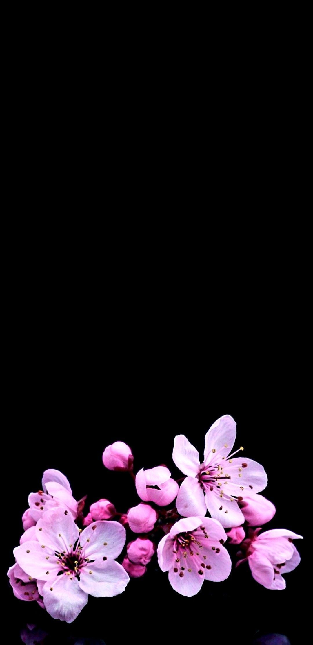 black cherry blossom background