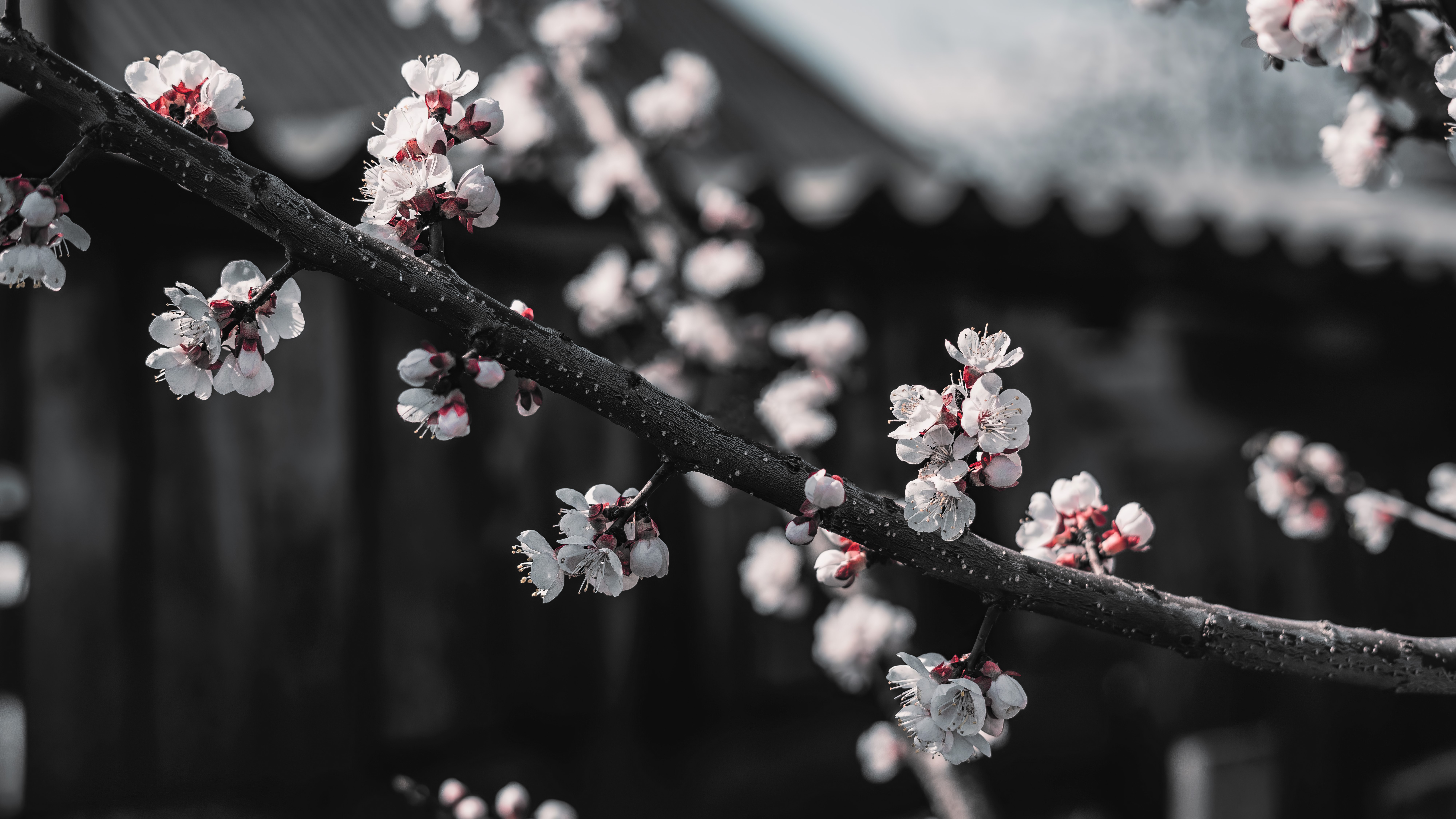 4K, white, macro, red, black, cherry blossom, branch, selective coloring Gallery HD Wallpaper