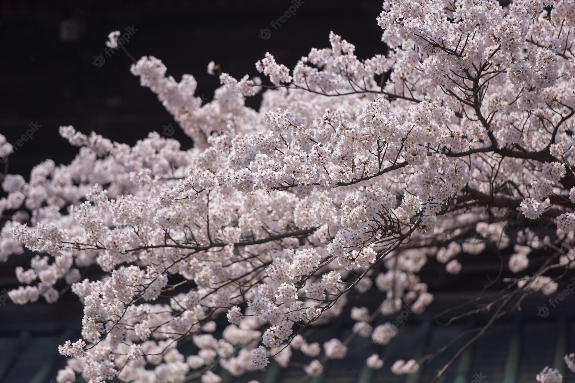 Premium Photo. Pretty and lovely pink cherry blossoms wallpaper background, tokyo japan, soft focus