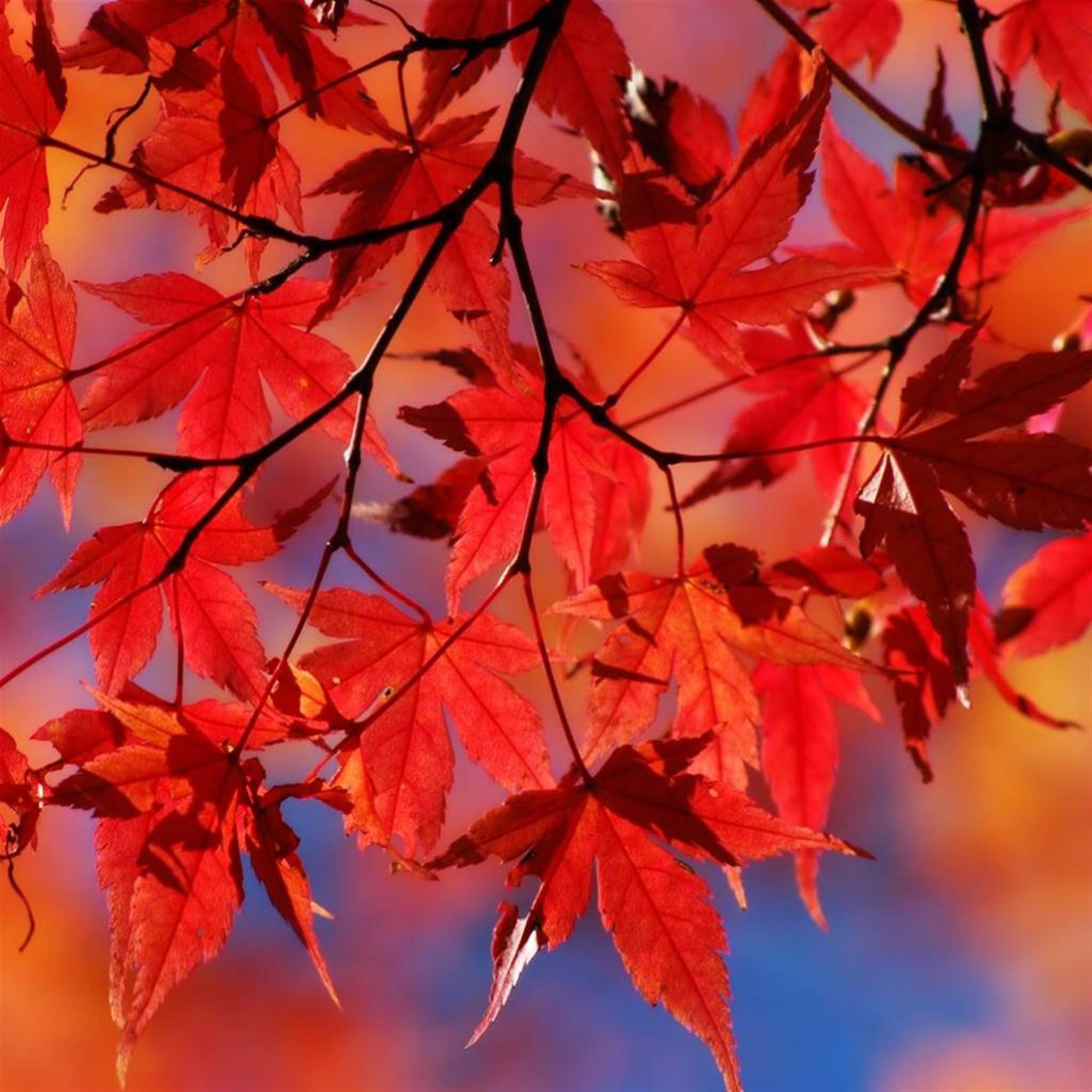 Beautiful Autumn Red Maple Leaf Branch iPad Air Wallpaper Free Download