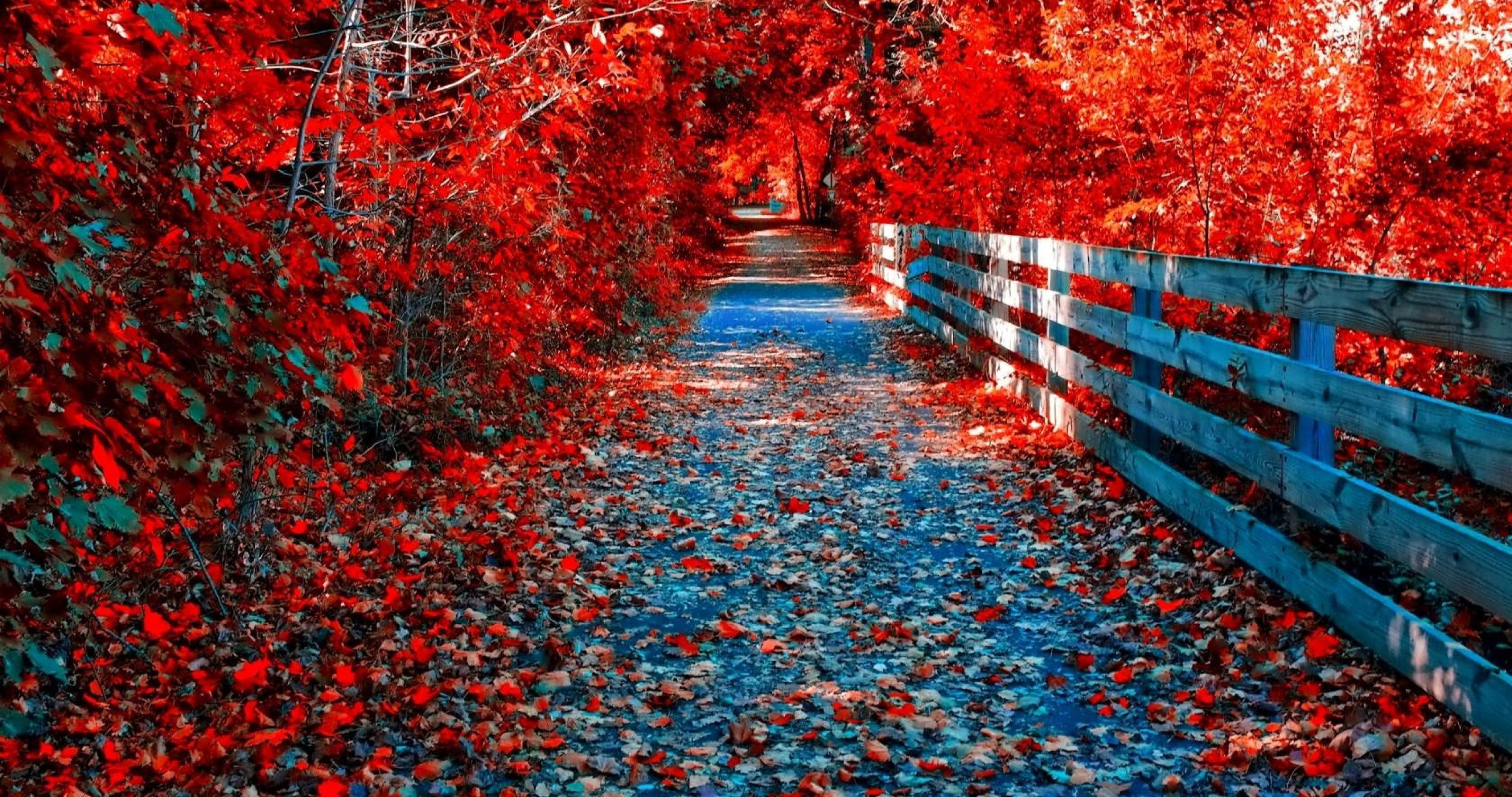 Red Autumn Wallpaper. Autumn leaves wallpaper, Autumn scenery, HD nature wallpaper