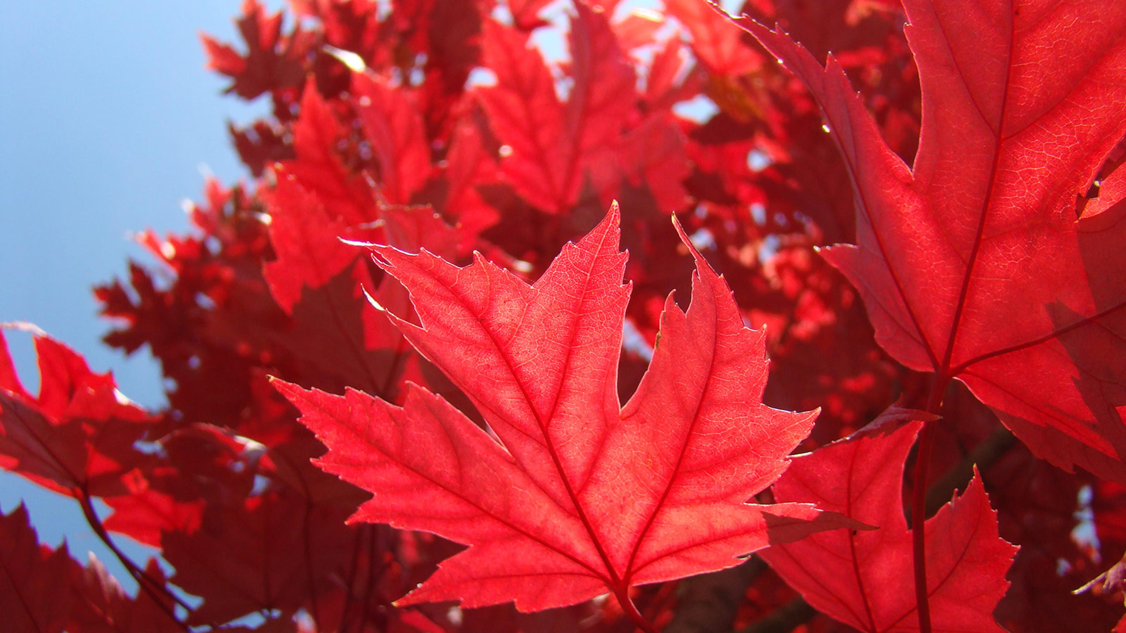 Red Autumn leaves