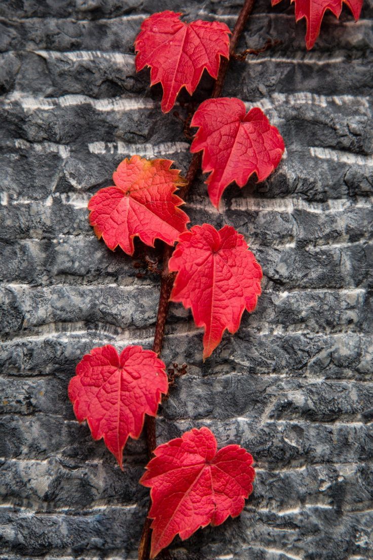 Love Roses Are Red. Fall Colors, Fall Picture, Fall Wallpaper
