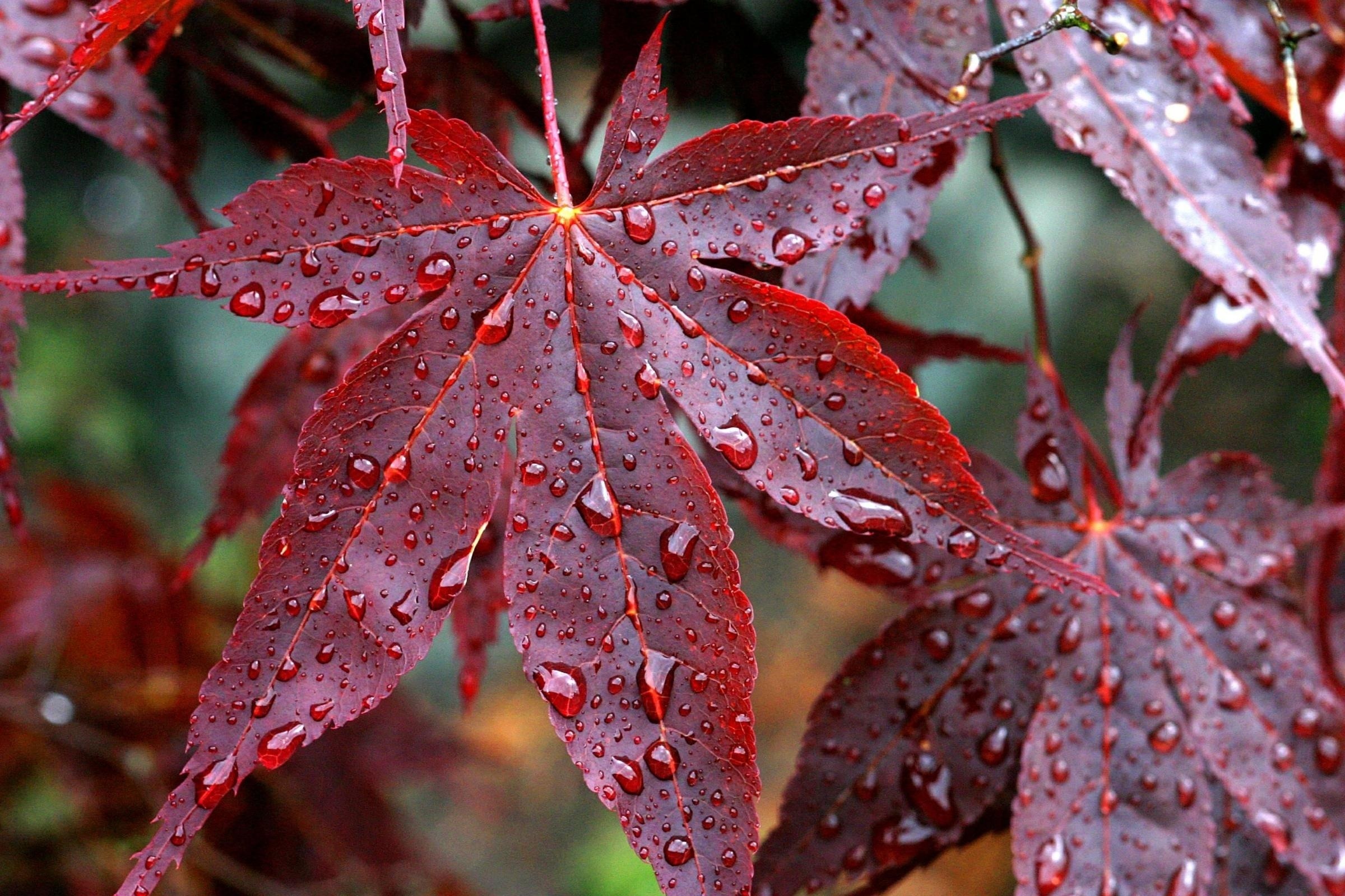 drops, Rain, Veins, Red, Autumn, Leaves Wallpaper HD / Desktop and Mobile Background