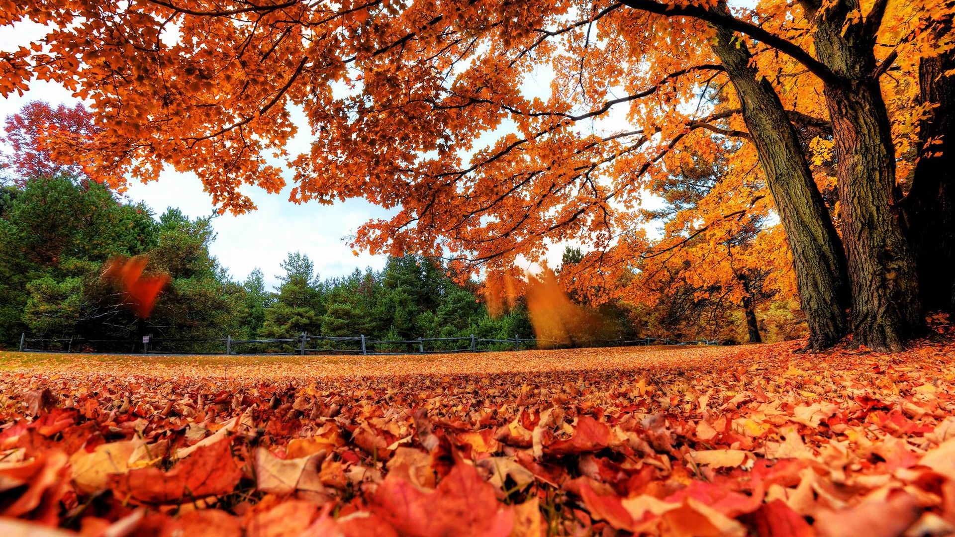 red autumn leaves