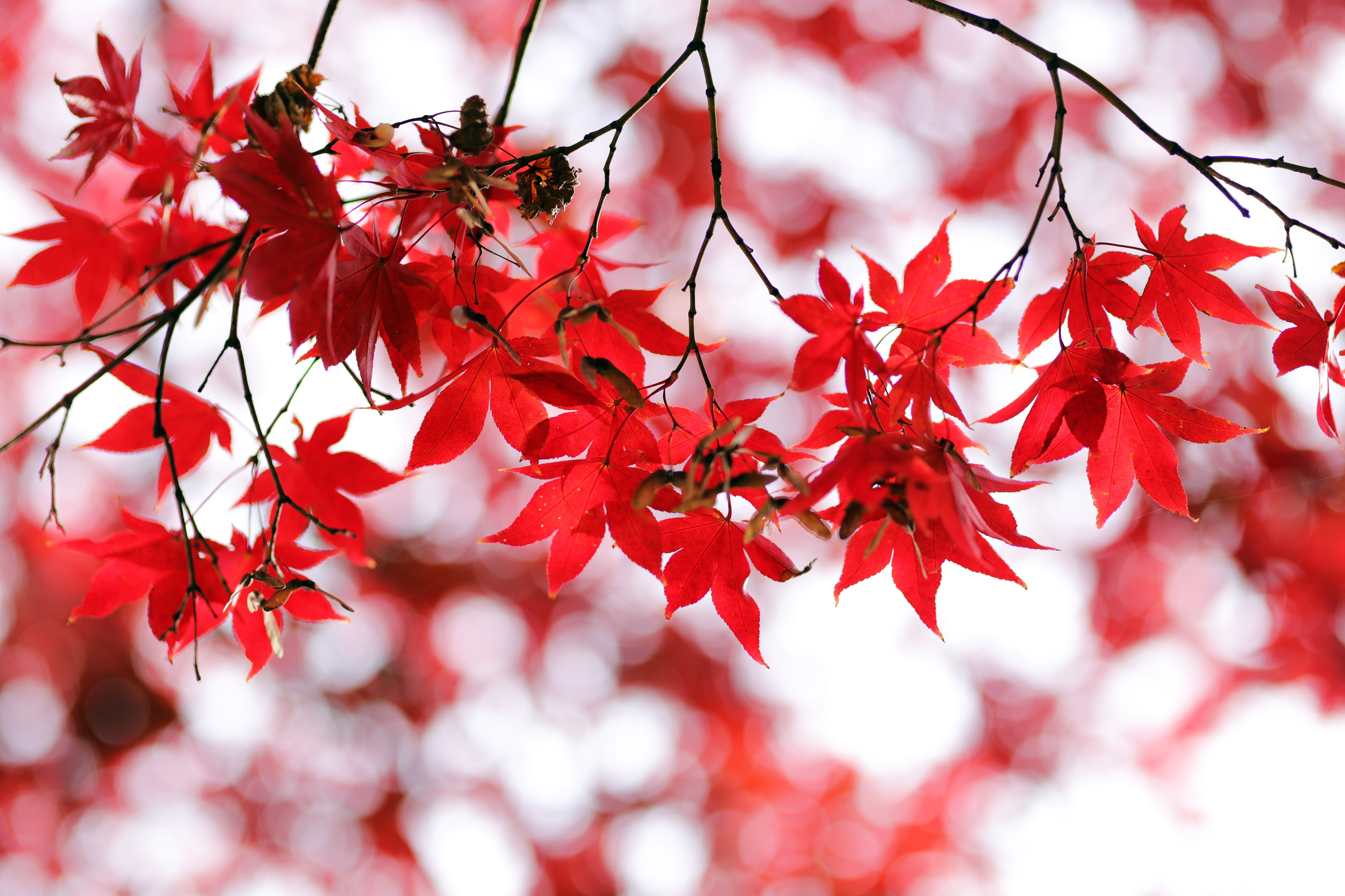 Red leaves Wallpaper 4K, Bokeh, Closeup, Autumn leaves, Maple leaves, Nature