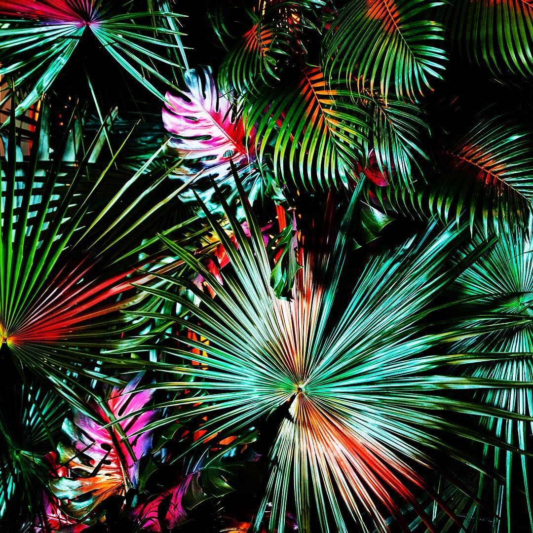 HERMETICA FLOWERS on Instagram: “Neon Jungle”. Neon jungle, Jungle flowers, Neon flowers