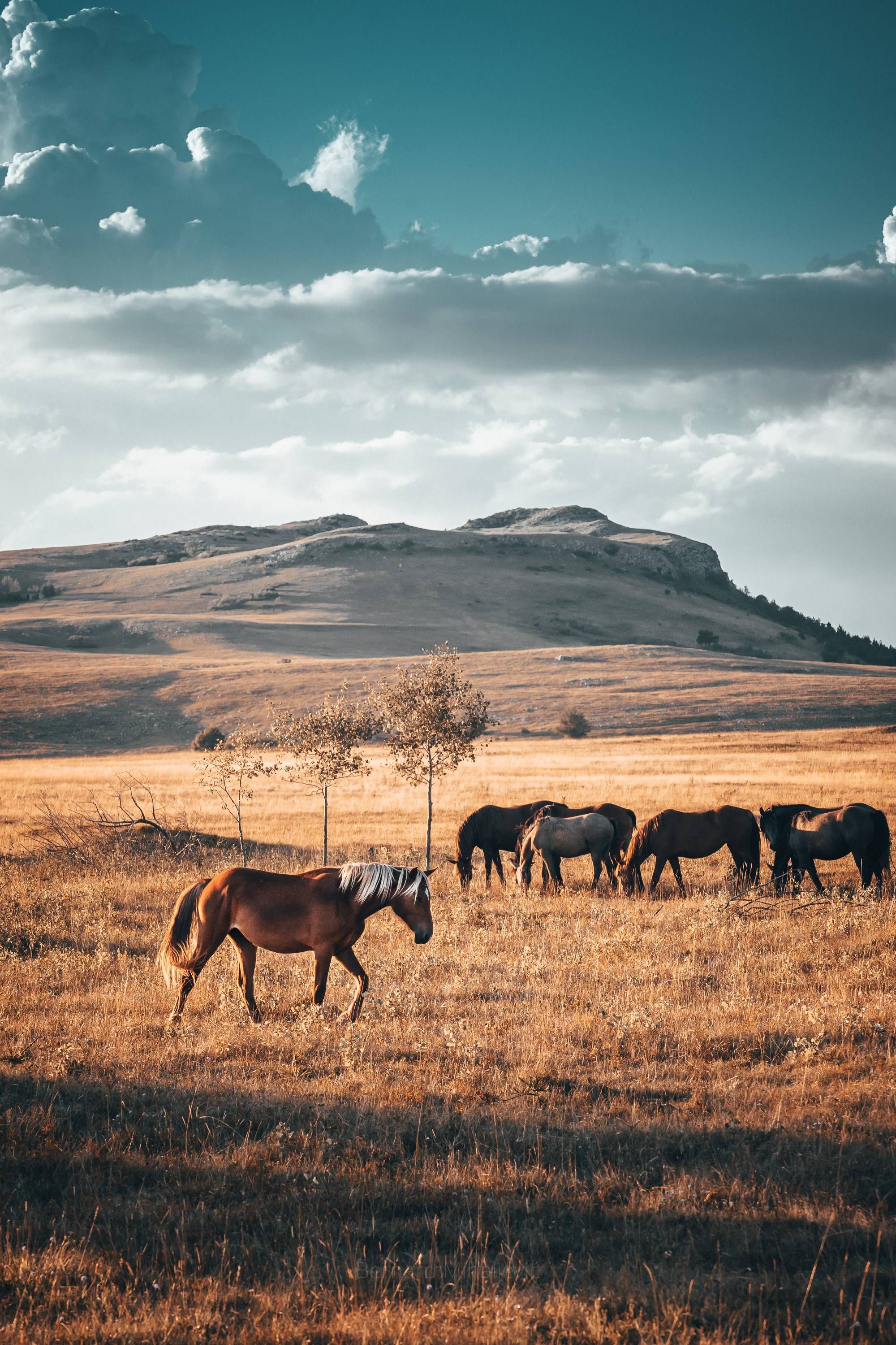 This young blond feral horse caught my eye. Too bad he was pretty fast and couldn't get closer to him.. Horse wallpaper, Western photography, Country background