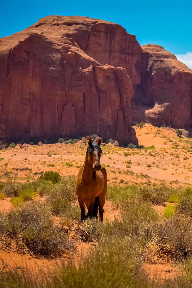 Download Wallpaper 800x1200 Horse, Usa, Arizona, Monument Valley, Desert, Wild West Iphone 4s 4 For Parallax HD Background