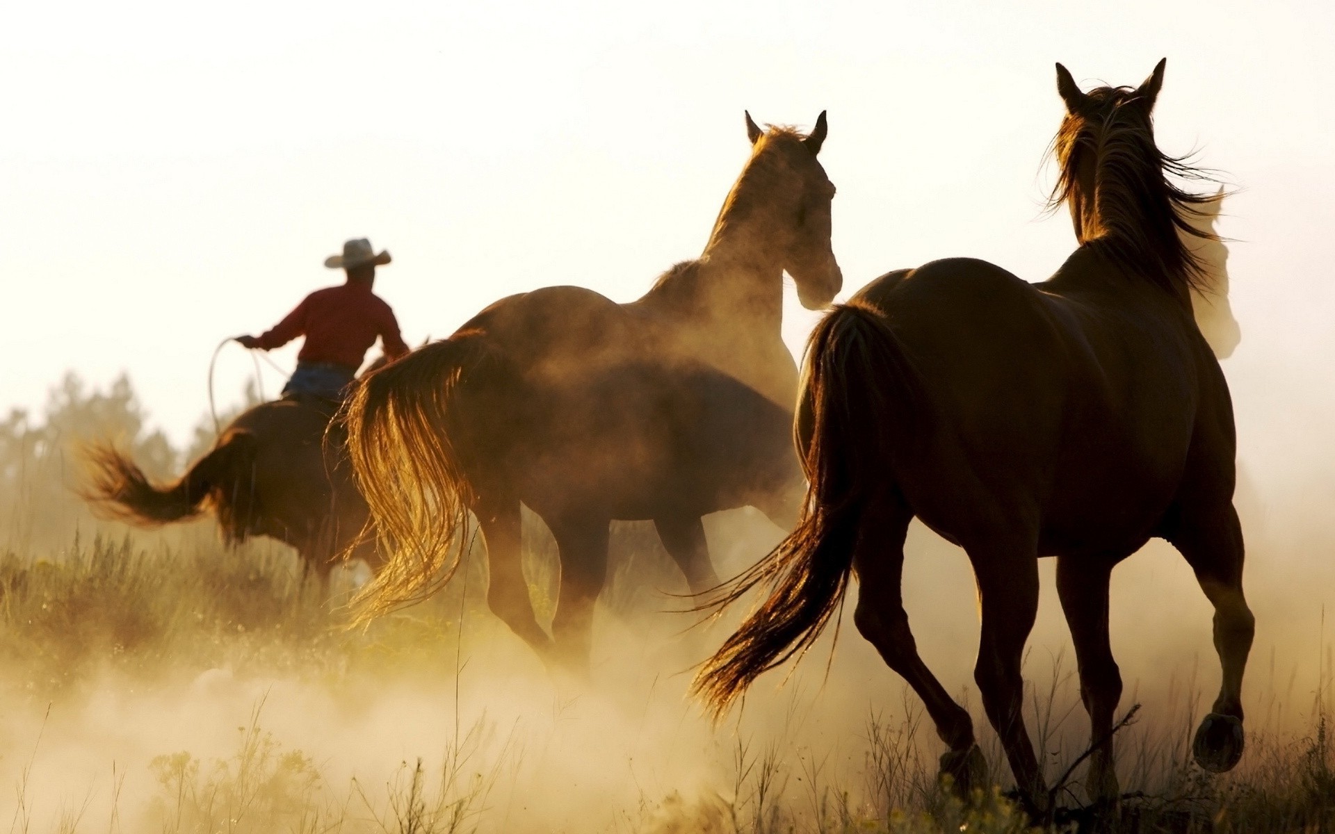 horse, Animals, Cowboys, Western Wallpaper HD / Desktop and Mobile Background