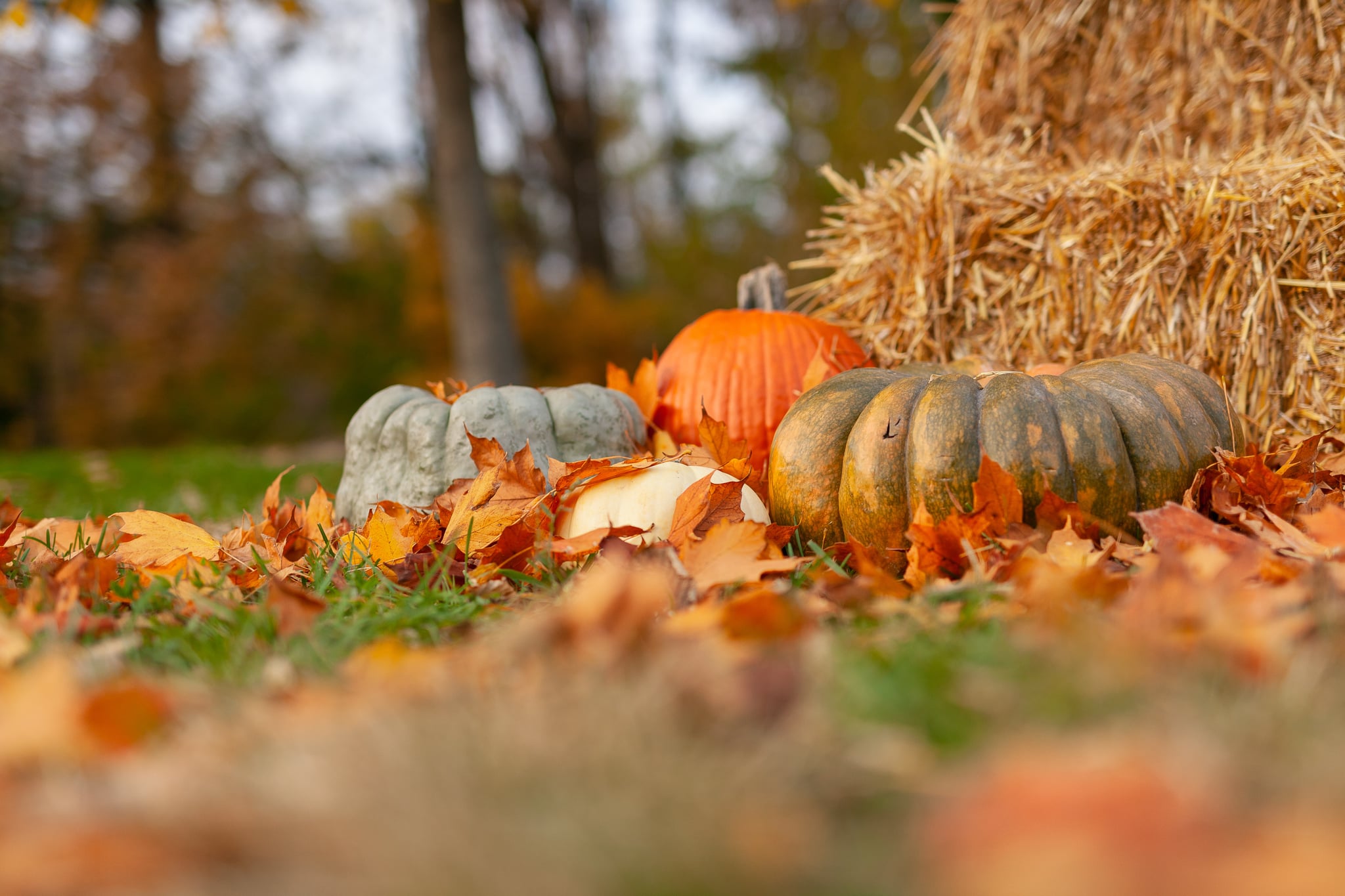 Fall Haystack and Pumpkin Zoom Background Festive Zoom Background That Are Perfect For a Virtual Thanksgiving