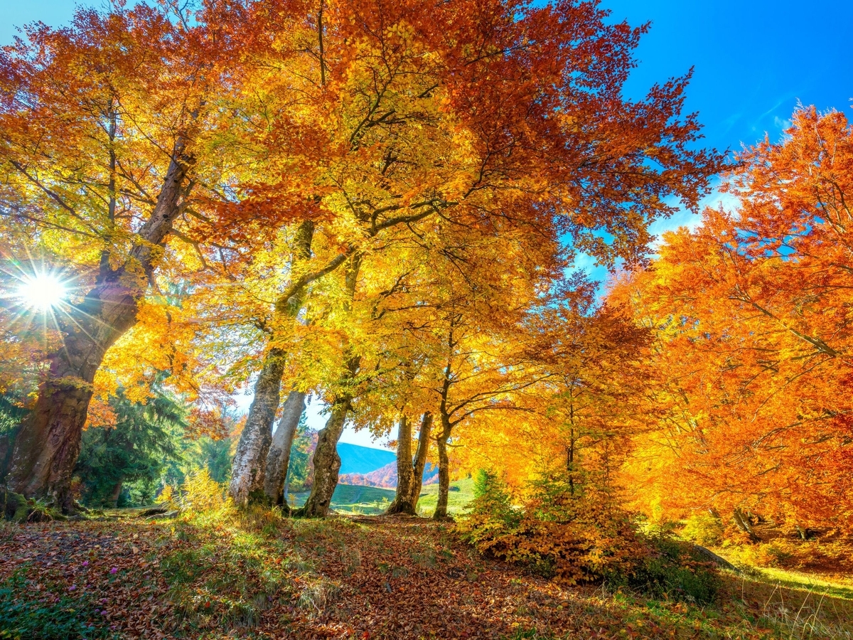 Autumn Zoom Wallpapers Wallpaper Cave