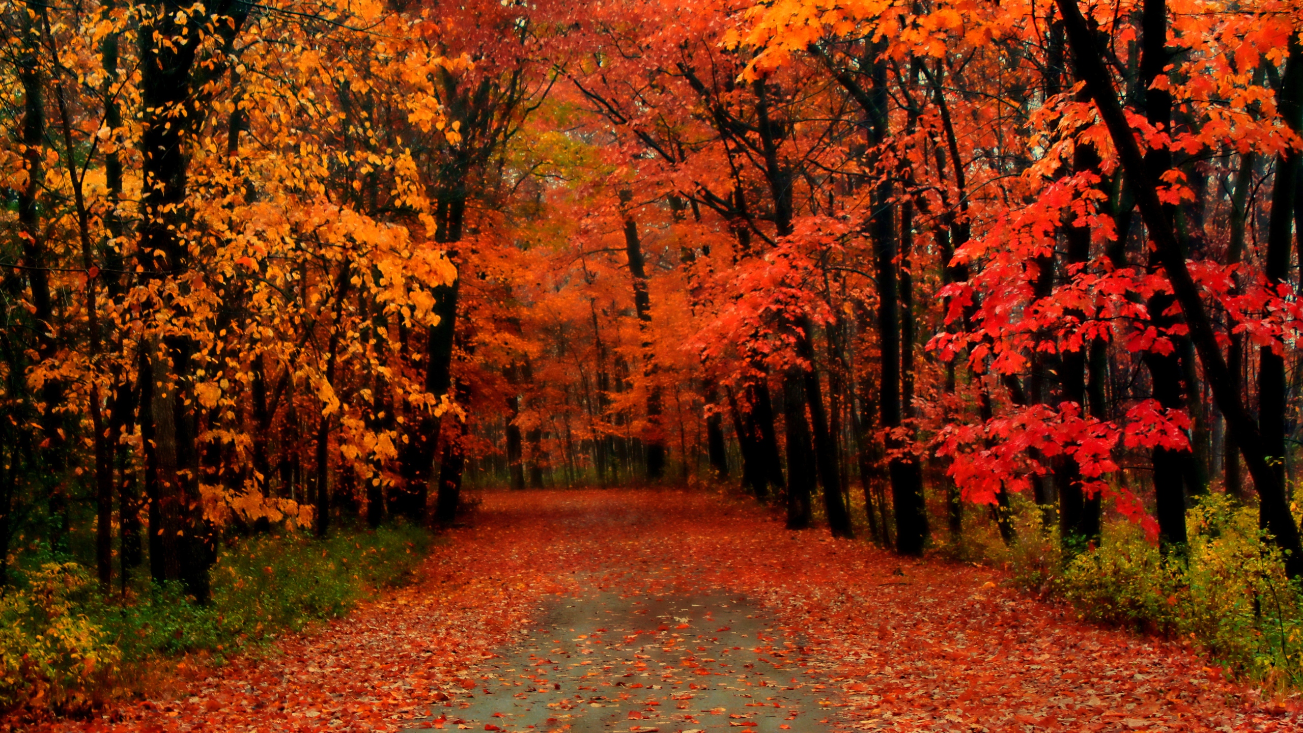 Leaf peeping guide: When is best time for fall foliage