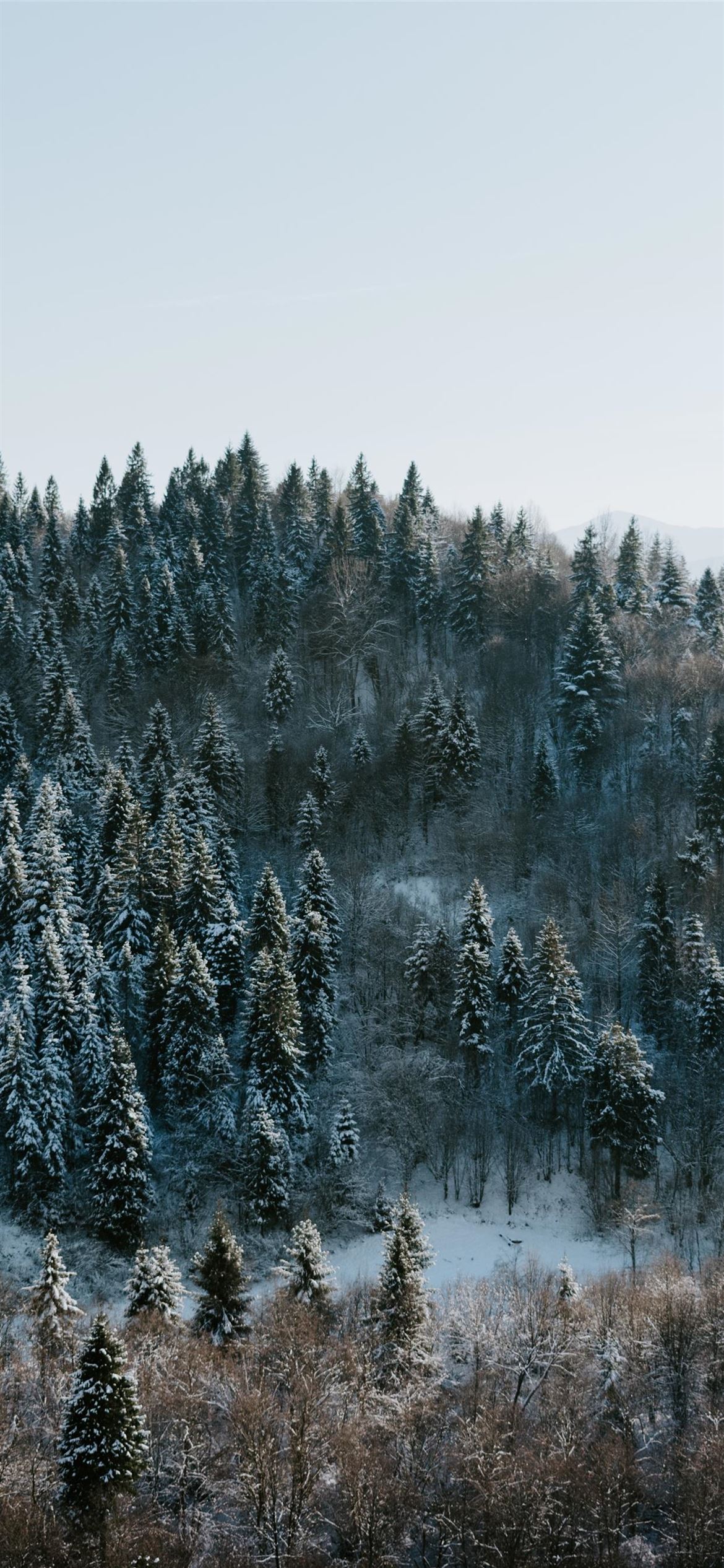 Winter wonderland iPhone Wallpaper Free Download