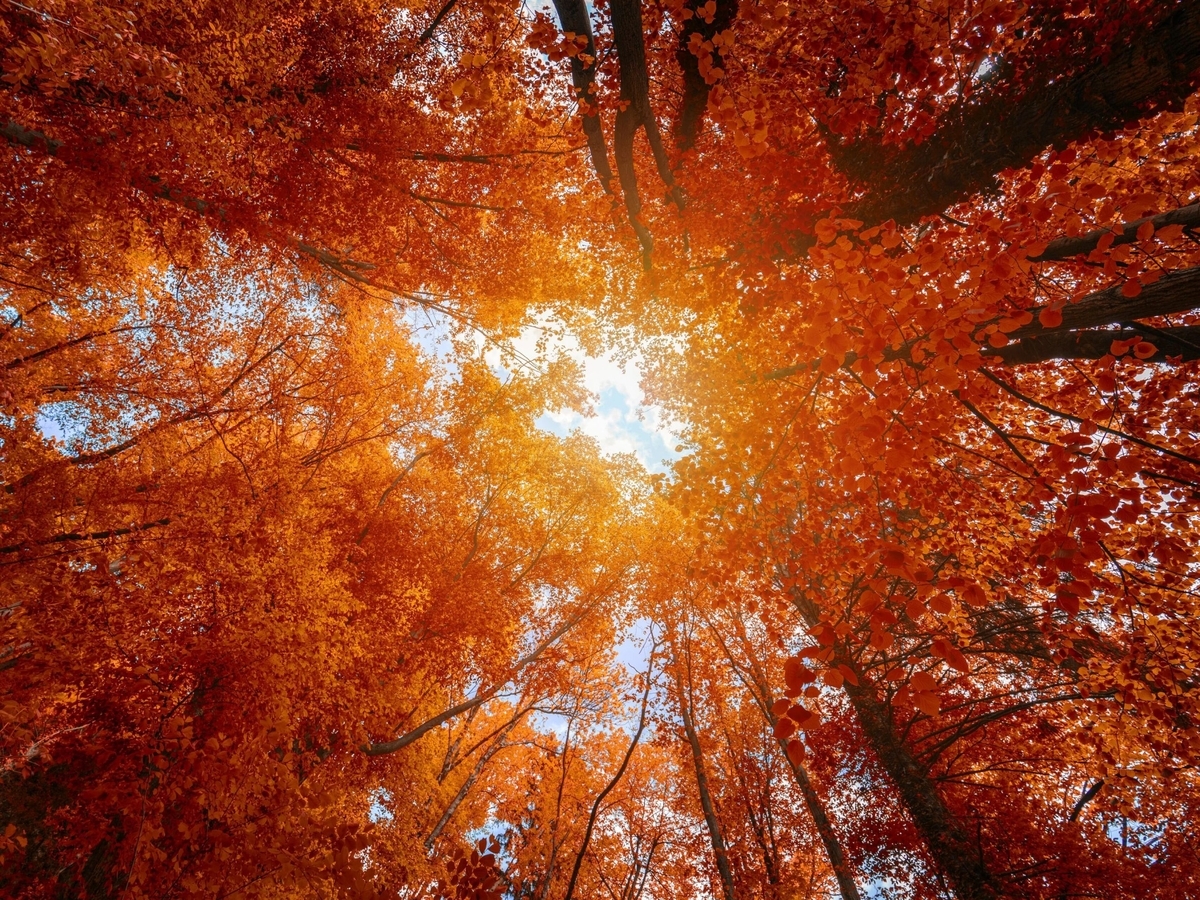 Photos: Turn a new leaf with the best Zoom background for fall