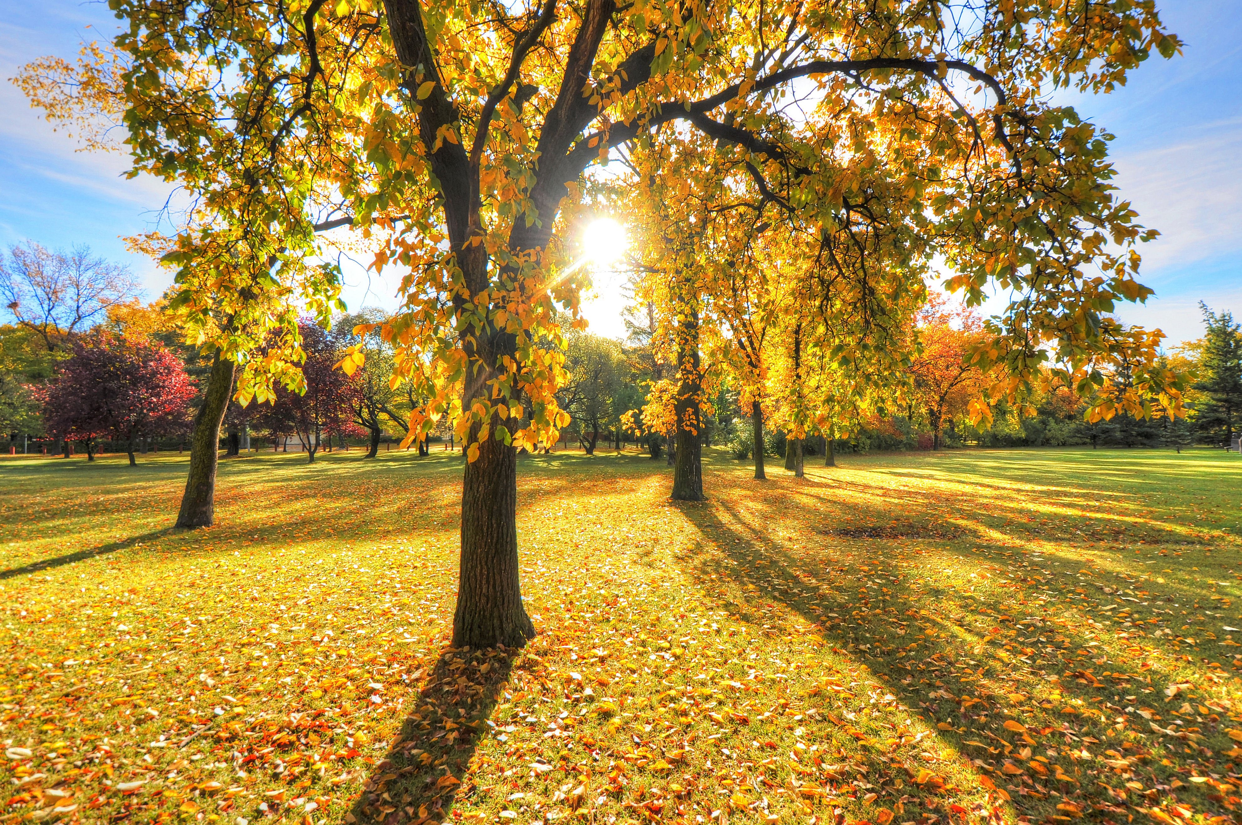 park, Trees, Grass, Leaves, Autumn, Sunset, Light, Sun Wallpaper HD / Desktop and Mobile Background