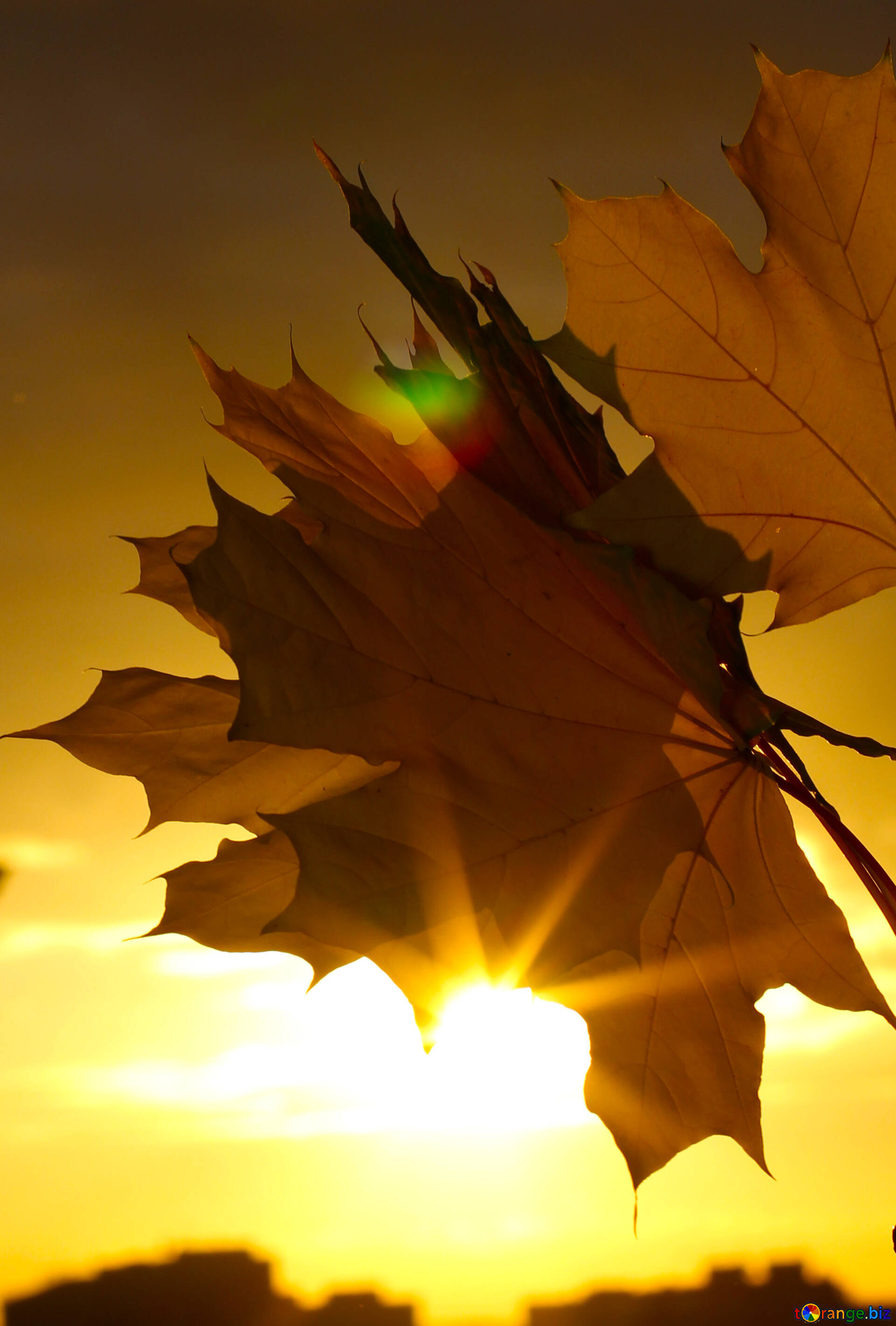 Bouquet Of Leaves Image Autumn Sunset Background Image Sunset № 40893. Torange.biz Free Pics On Cc By License