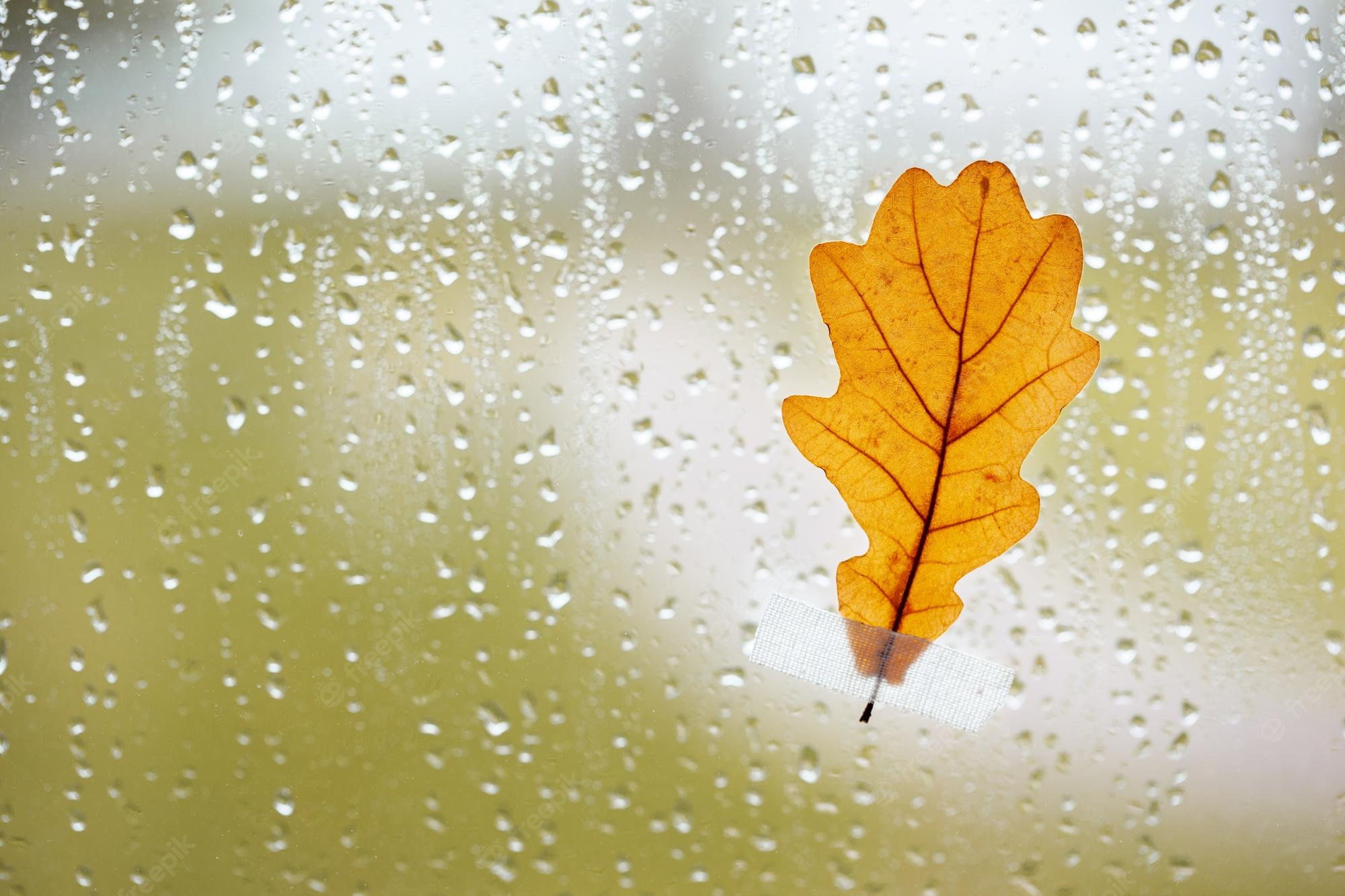 Premium Photo. Orange oak leaf on window glass with rain drops in the autumn rainy day season is fall