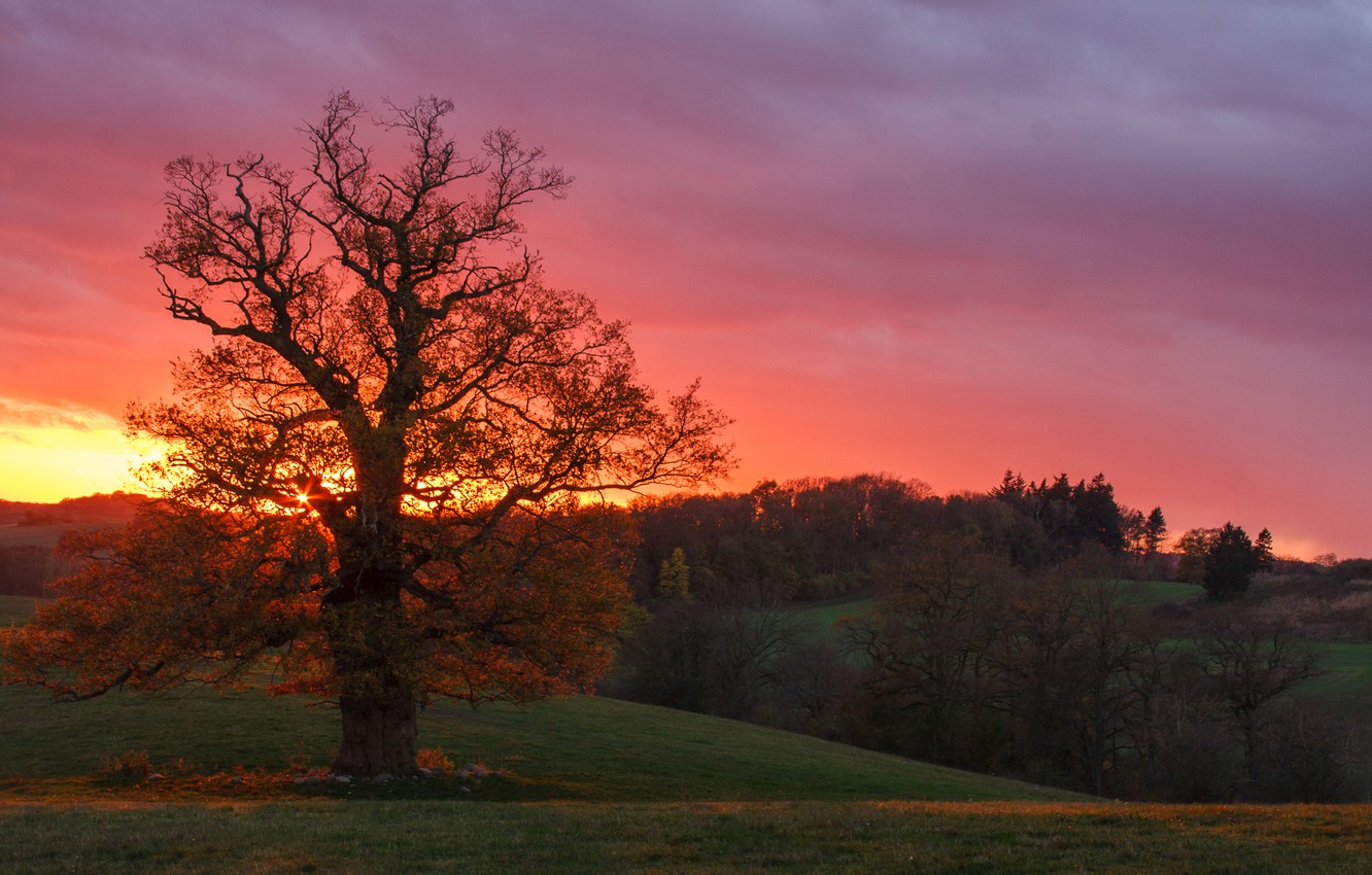 Wallpaper autumn, sunset, tree, Germany image for desktop, section пейзажи