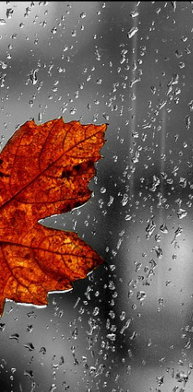 Rainy Fall Day wallpaper