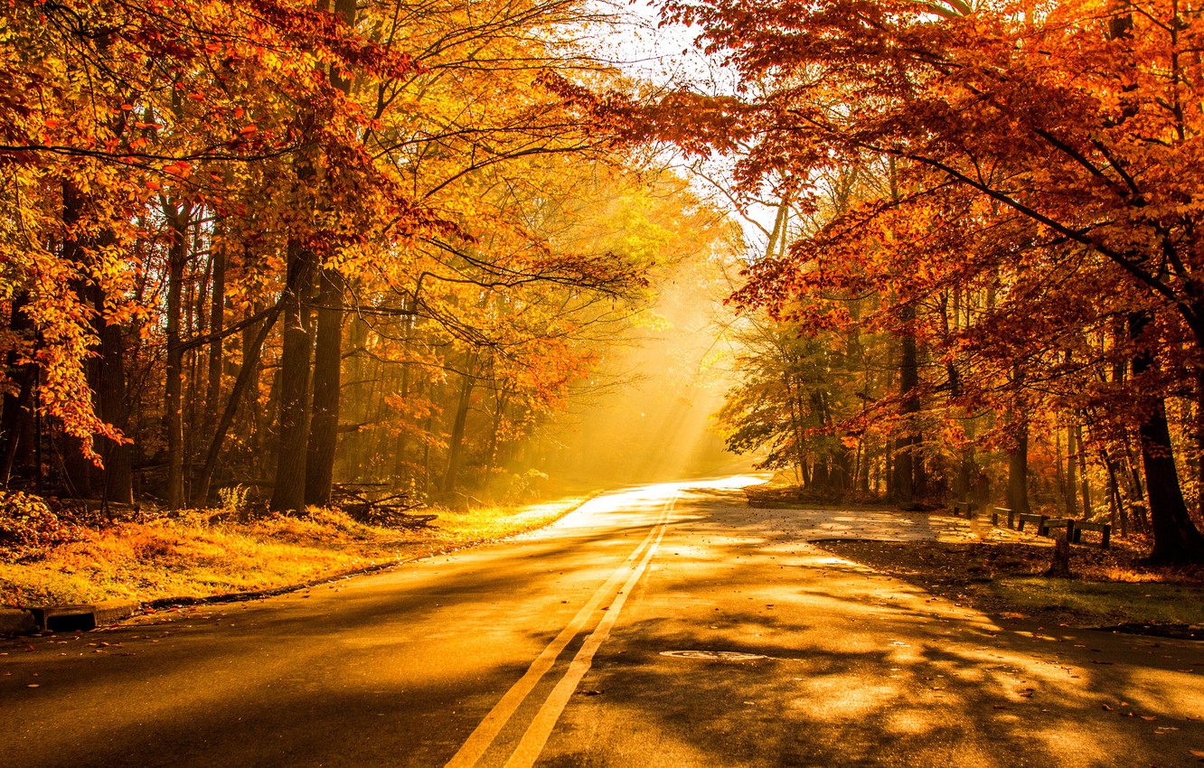 Wallpaper road, autumn, forest, leaves, trees, sunset, nature, Park, colors, colorful, forest, road, trees, nature, sunset, park image for desktop, section природа