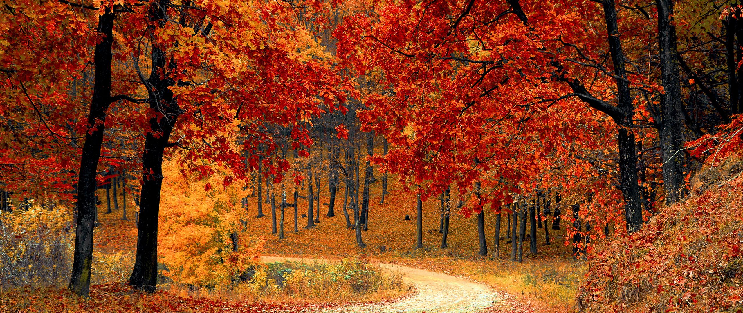 Download wallpaper 2560x1080 autumn, forest, path, foliage, park, colorful dual wide 1080p HD background