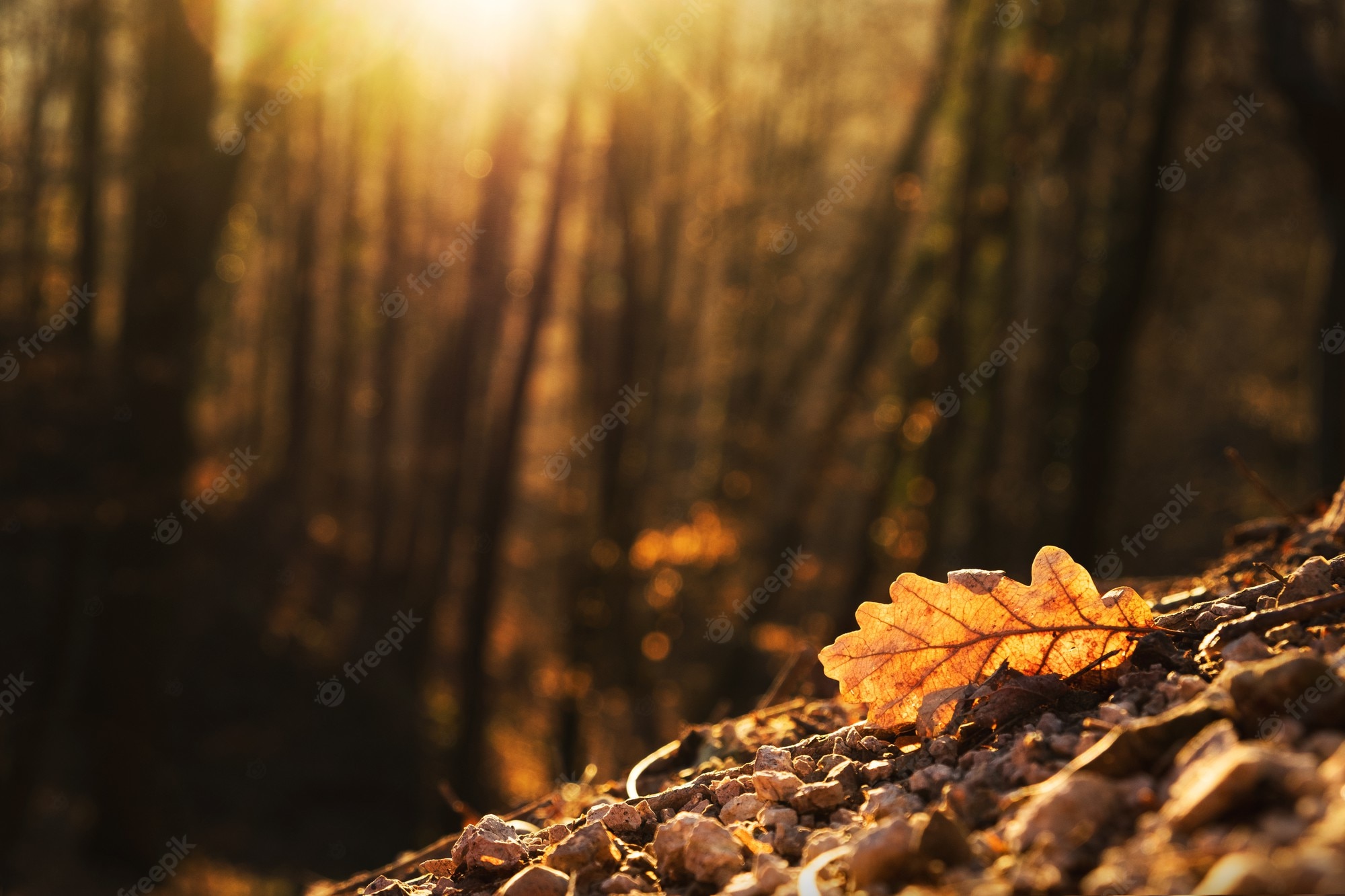 Free Photo. Selective focus shot of an oak leaf illuminated by the golden light of an autumn sunset in a forest