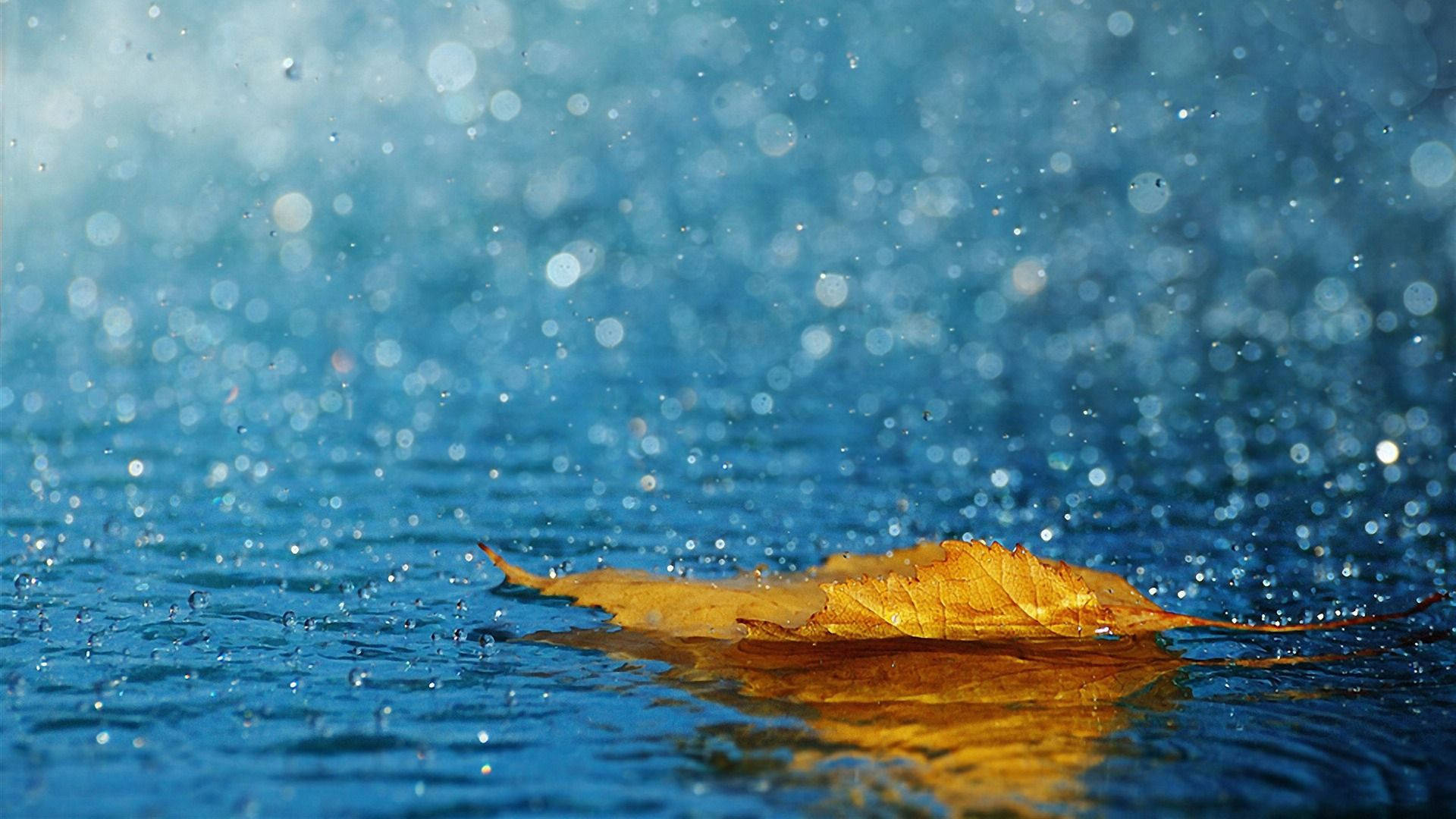 Download Autumn Leaf Raindrops Desktop Wallpaper