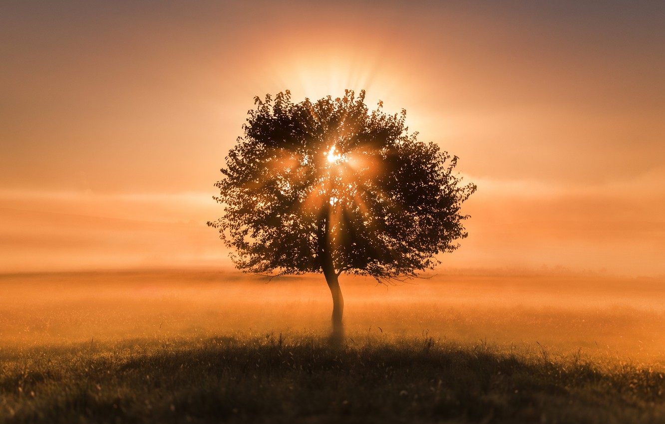 Wallpaper autumn, sunset, fog, tree image for desktop, section природа