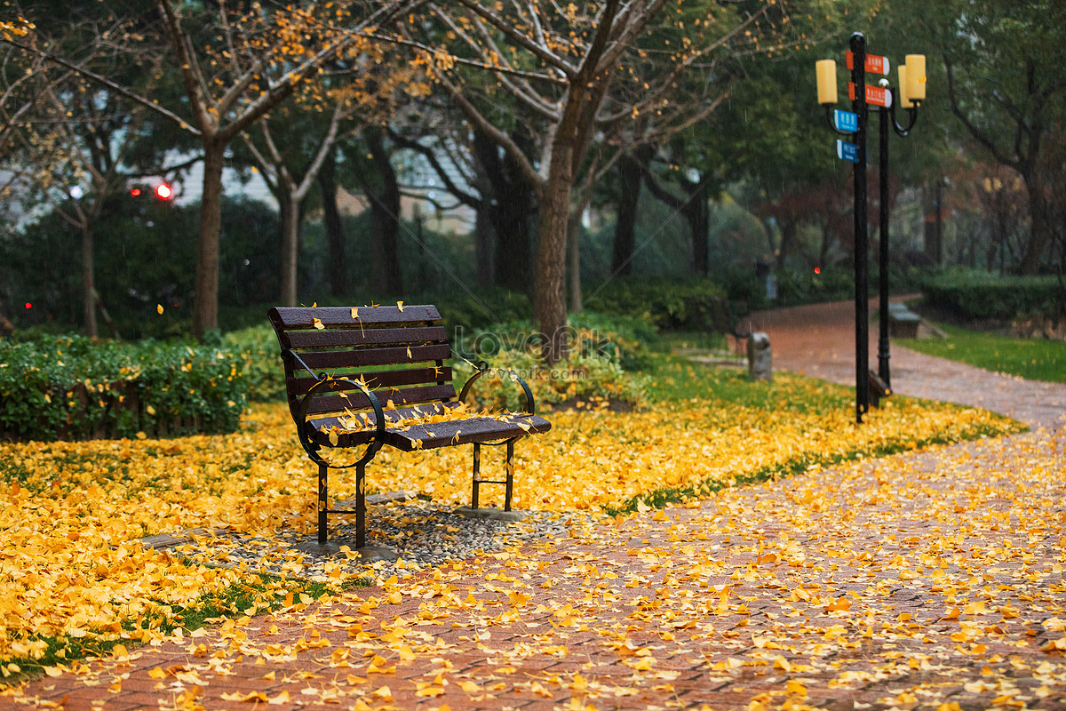 Ginkgo Biloba Bench In Park In Autumn Rainy Day Picture And HD Photo. Free Download On Lovepik