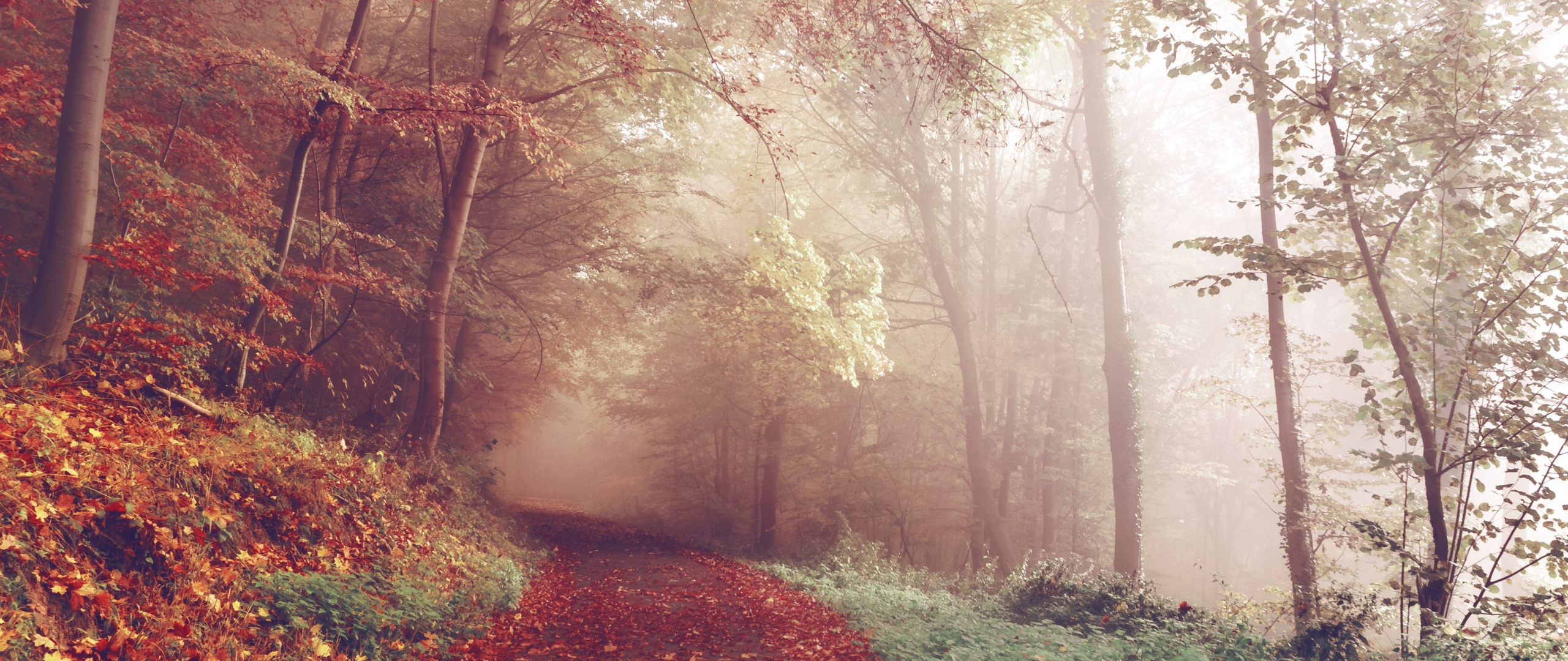 Download wallpaper 2560x1080 autumn, leaves on path, trees, dual wide 2560x1080 HD background, 1332