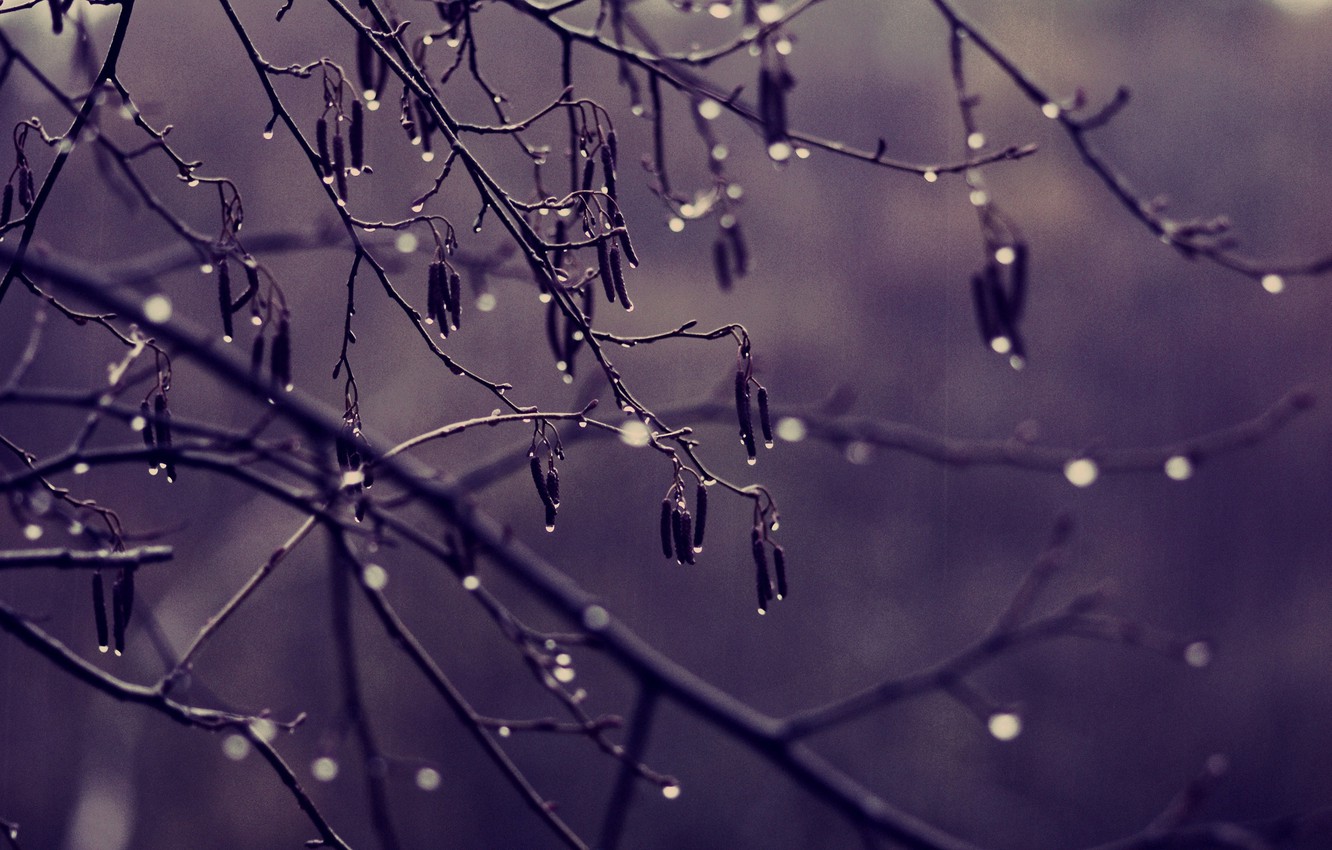 Wallpaper sadness, autumn, drops, rain, tree, overcast, branch, color, weather image for desktop, section макро