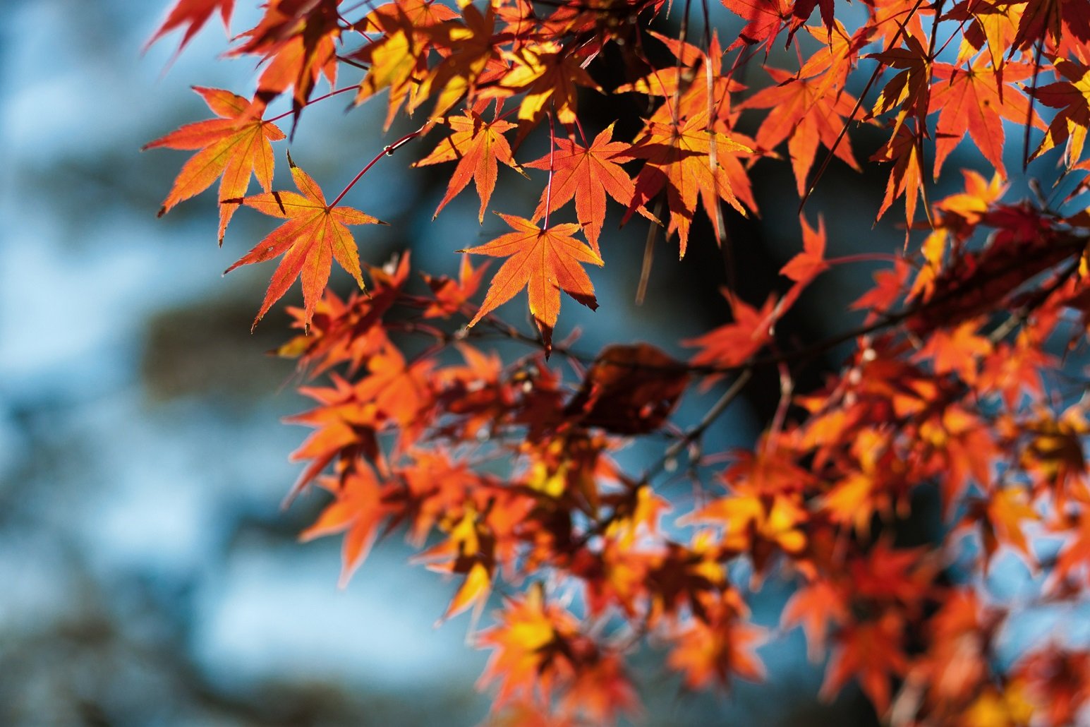 automne, Season, Nature, Landscapes, Rain, Fall, Wallpaper, Leaf, Tree, Campaign, Wet Wallpaper HD / Desktop and Mobile Background