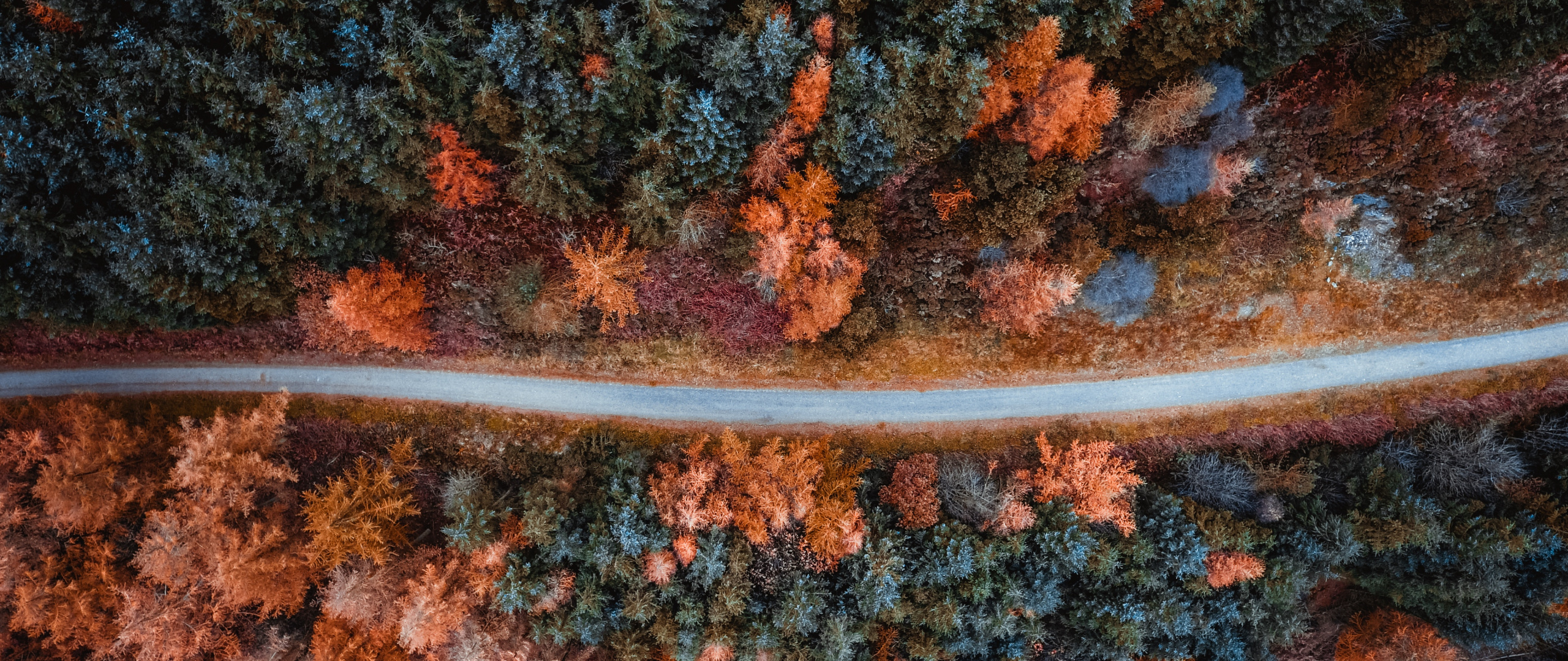 Download Autumn, road, tree, bird's eye view wallpaper, 2560x1080, Dual Wide, Widescreen