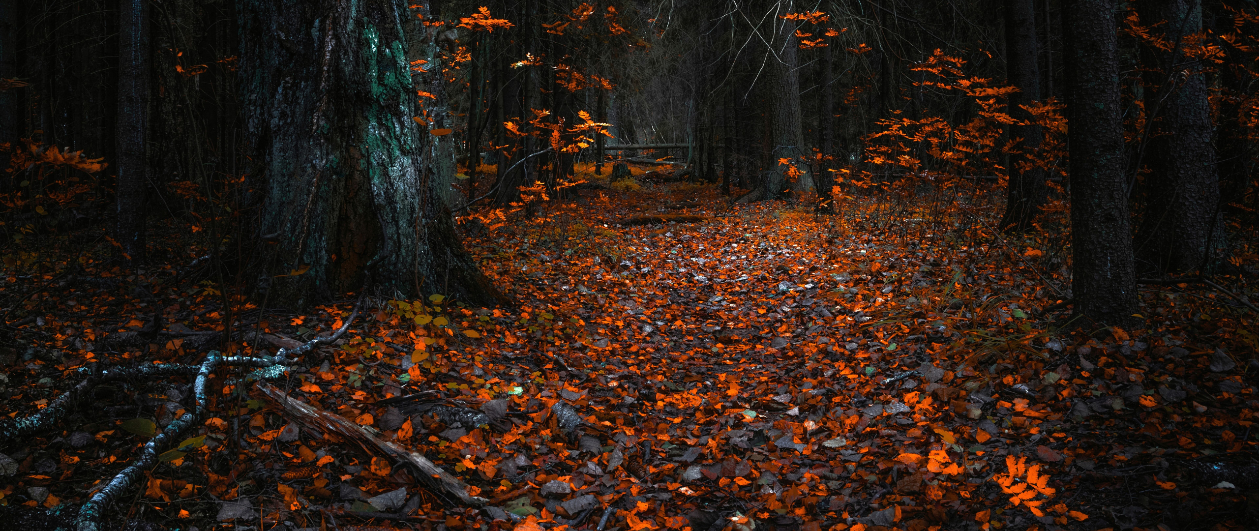 Download wallpaper 2560x1080 autumn, orange leaves, forest, nature, dual wide 2560x1080 HD background, 16957