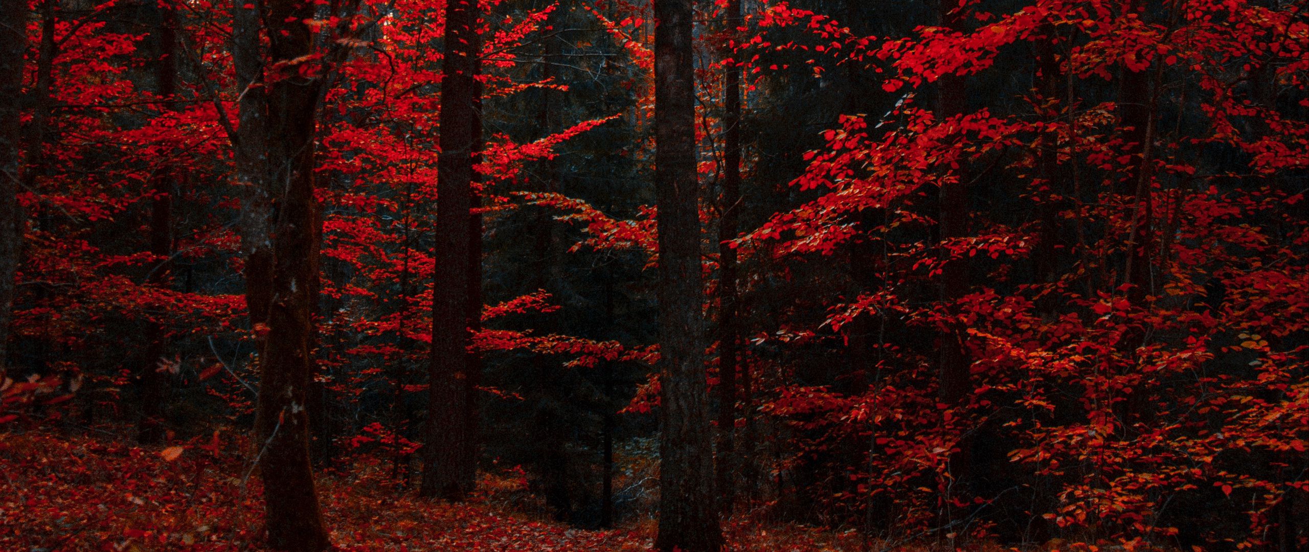 Download wallpaper 2560x1080 autumn, forest, trees, foliage, autumn colors dual wide 1080p HD background
