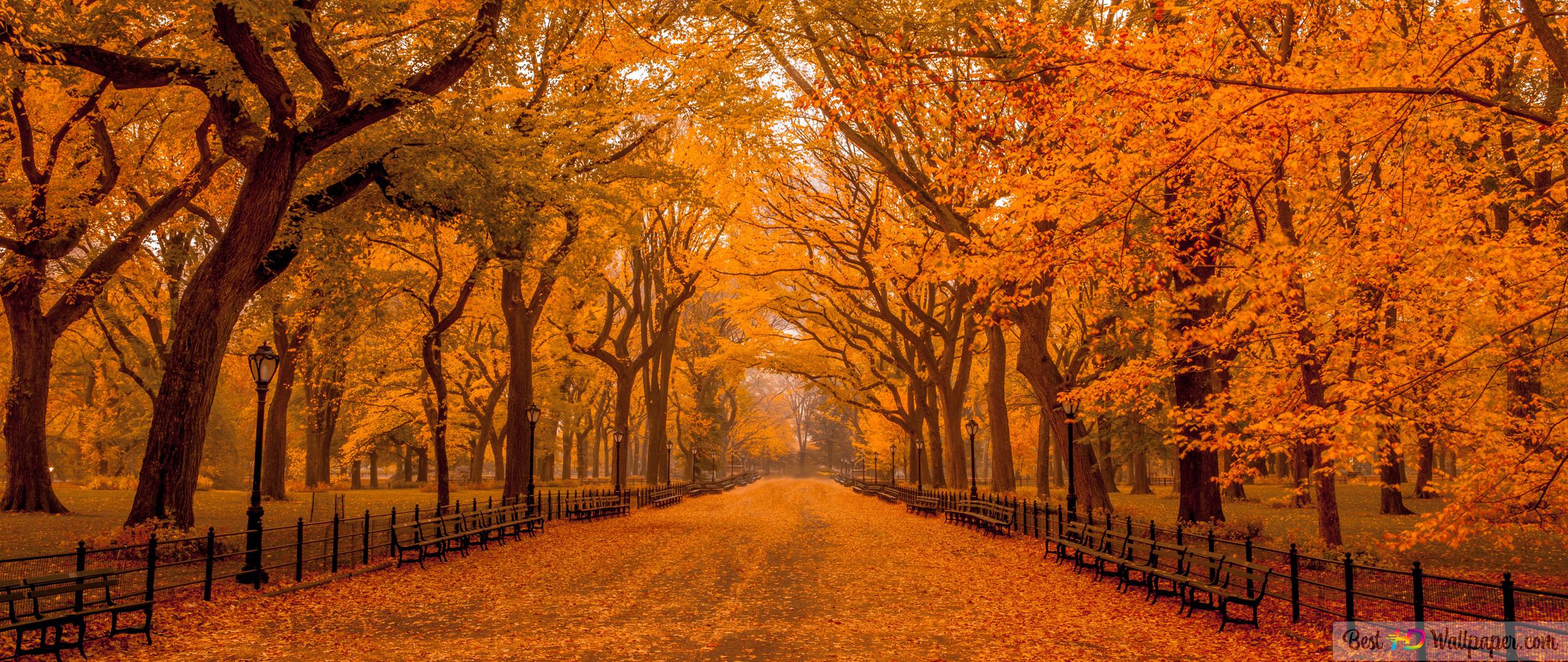 Central park forest road with its unique colors in autumn HD wallpaper download